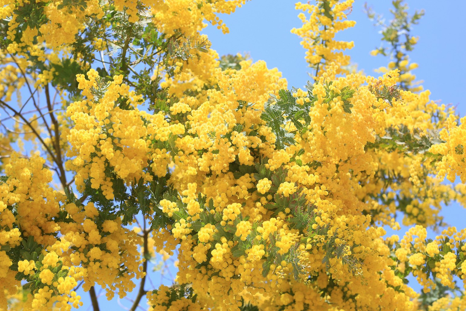 Bunga mimosa kuning cerah mekar di bawah langit biru