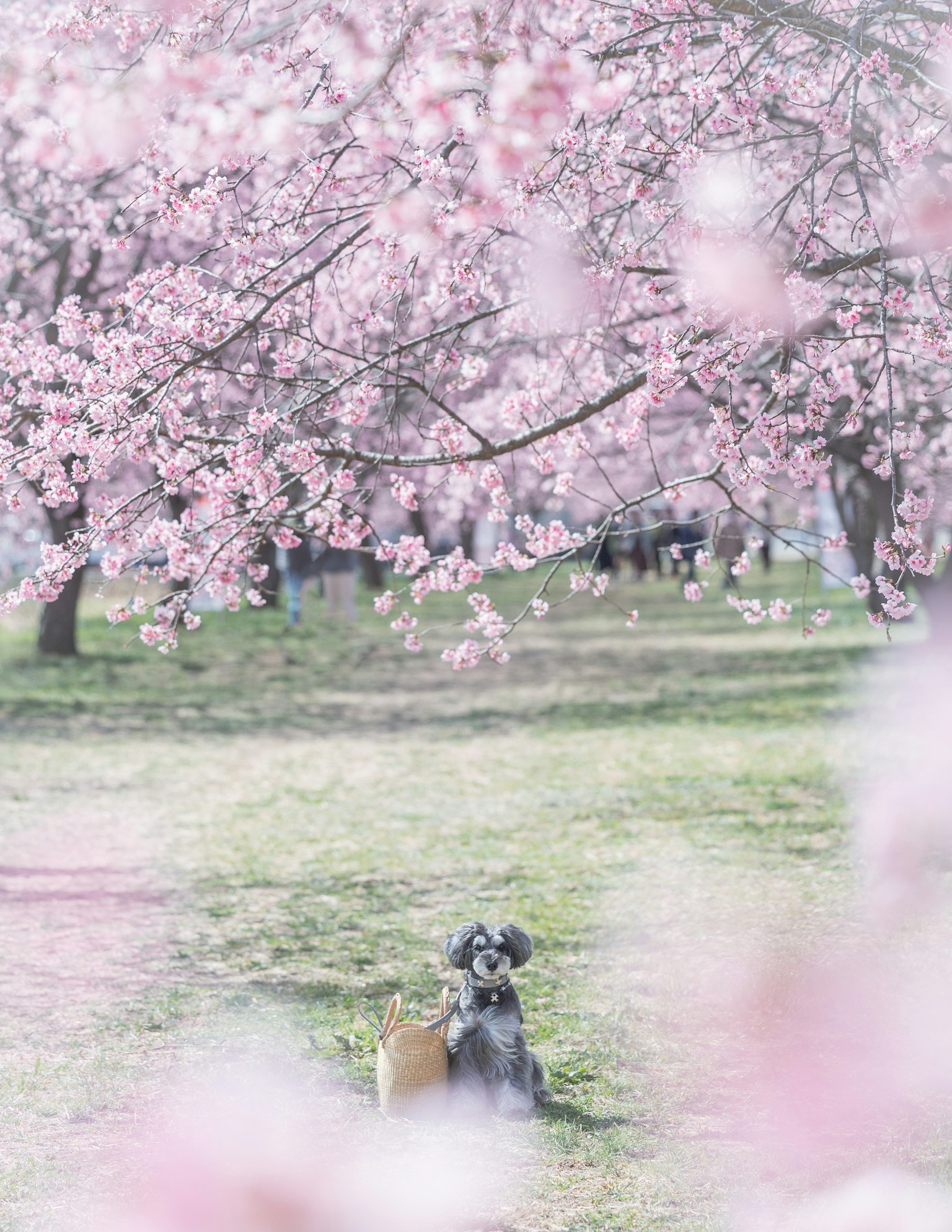 Ein Hund sitzt unter blühenden Kirschbäumen