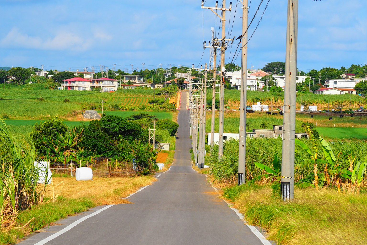 Route droite à travers la campagne luxuriante avec des lignes électriques