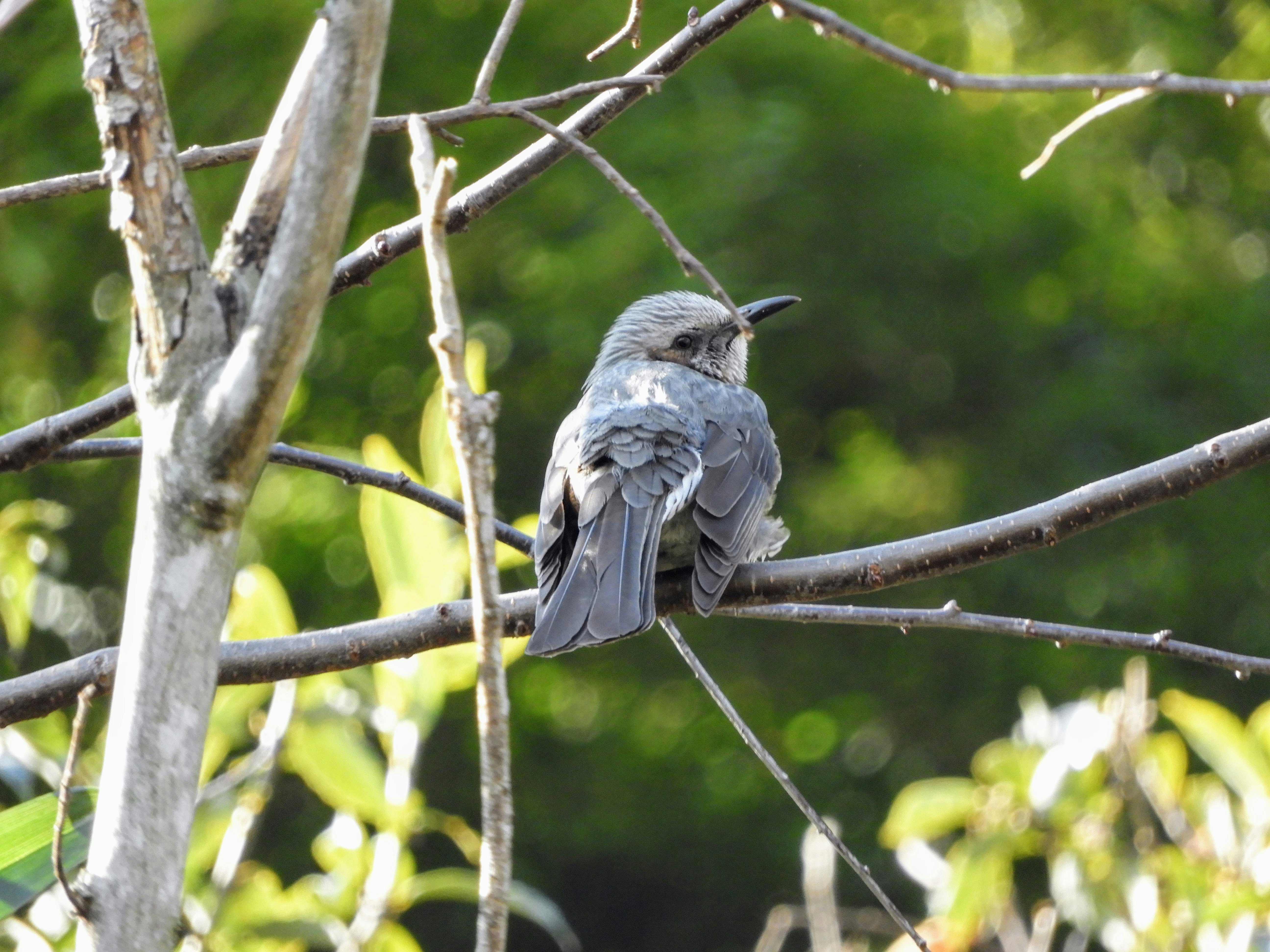 枝にとまるヒヨドリの野鳥