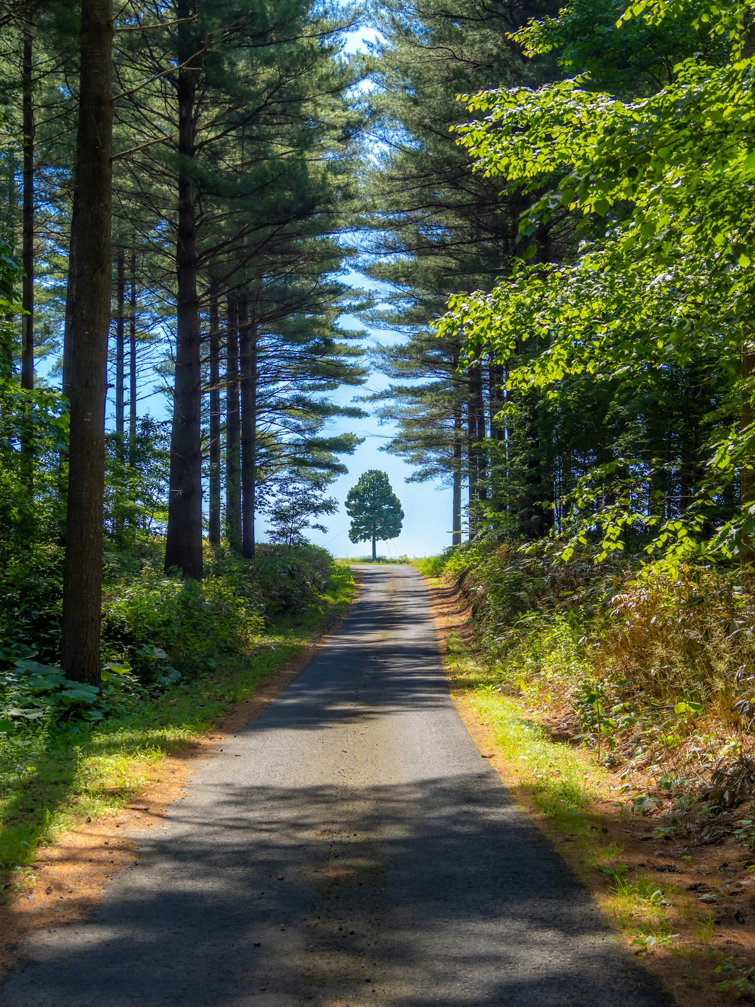 Un camino sereno rodeado de árboles frondosos con un solo árbol visible a lo lejos