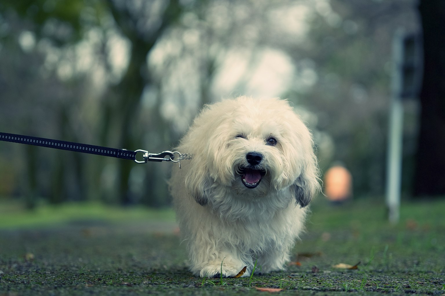 Un cane bianco e soffice che cammina felicemente al guinzaglio in un parco