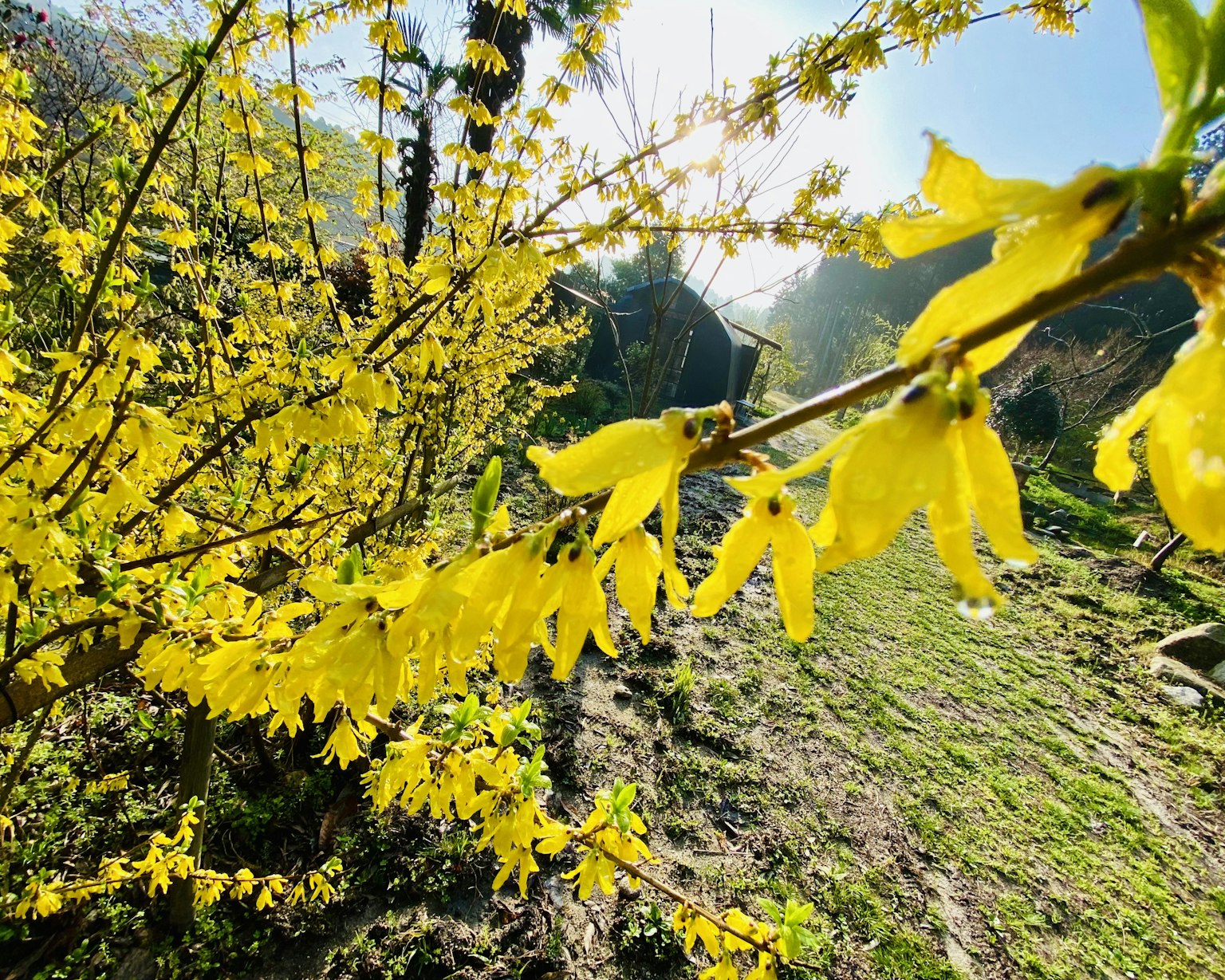 Nahaufnahme von lebhaften gelben Blumen an einem Zweig
