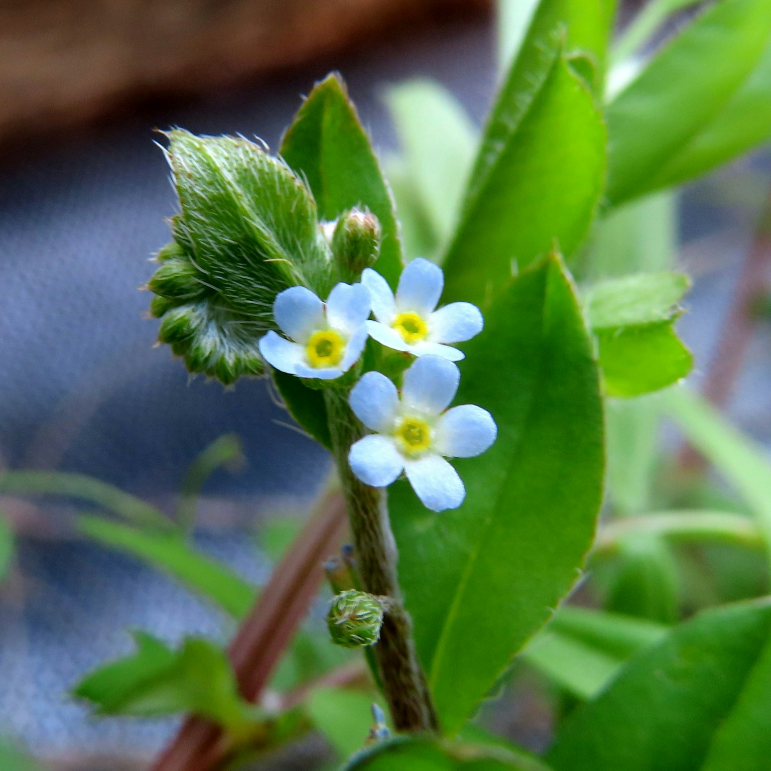 特写植物，带有小蓝花和绿叶