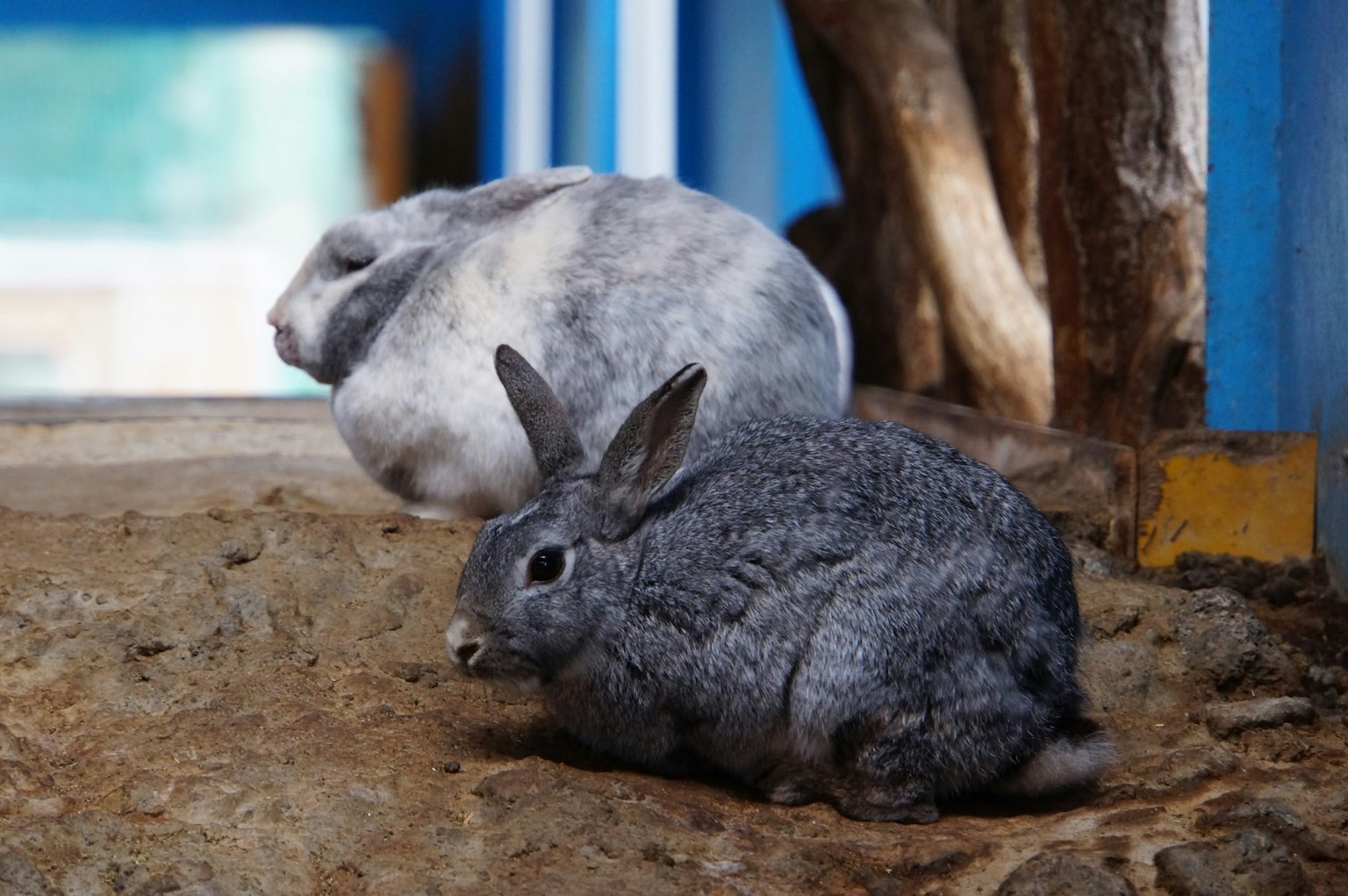 Gray rabbit and white rabbit sitting on the ground