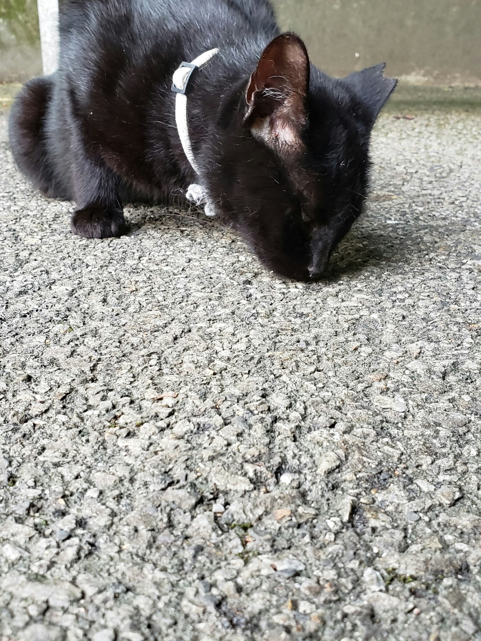 Chat noir reniflant le sol