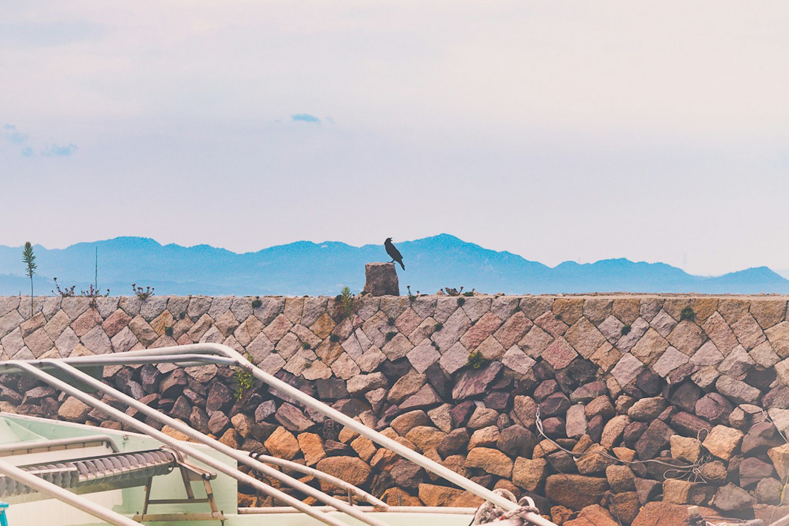 Vogel steht auf einer Steinmauer an der Küste mit fernen Bergen