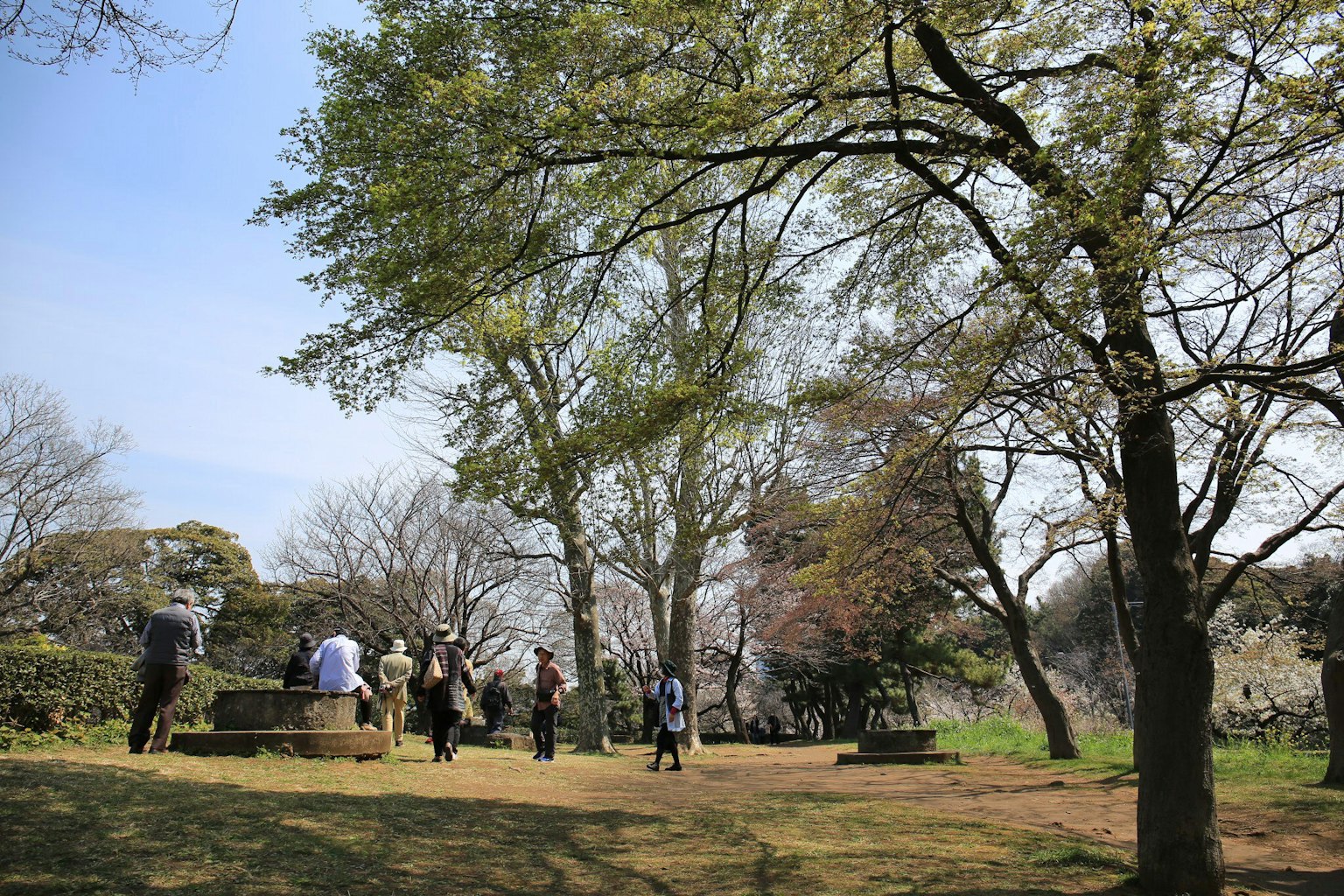 Persone che camminano in un parco sotto un cielo blu circondato da alberi