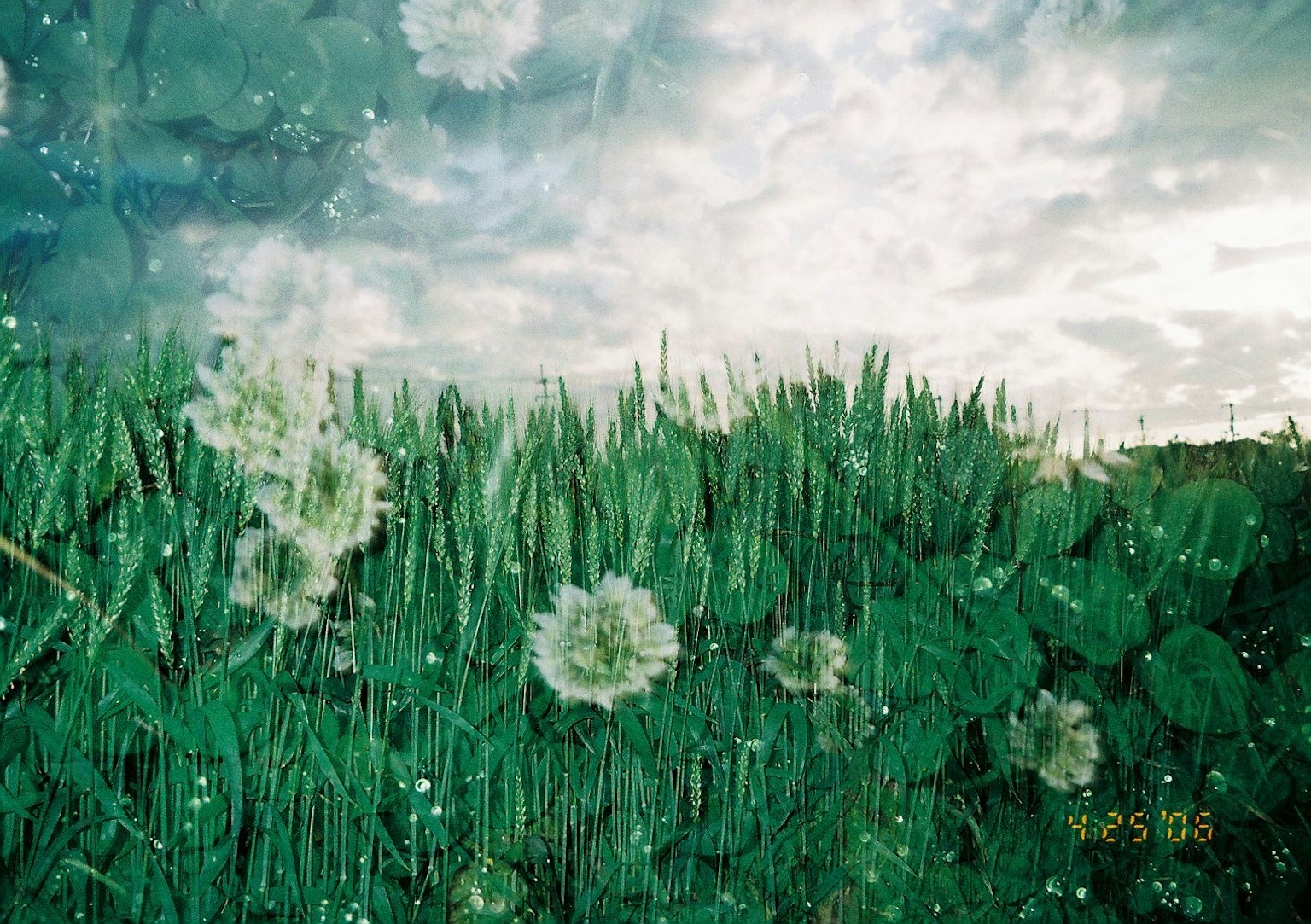 綠色草原上白色蒲公英花在多雲的天空下