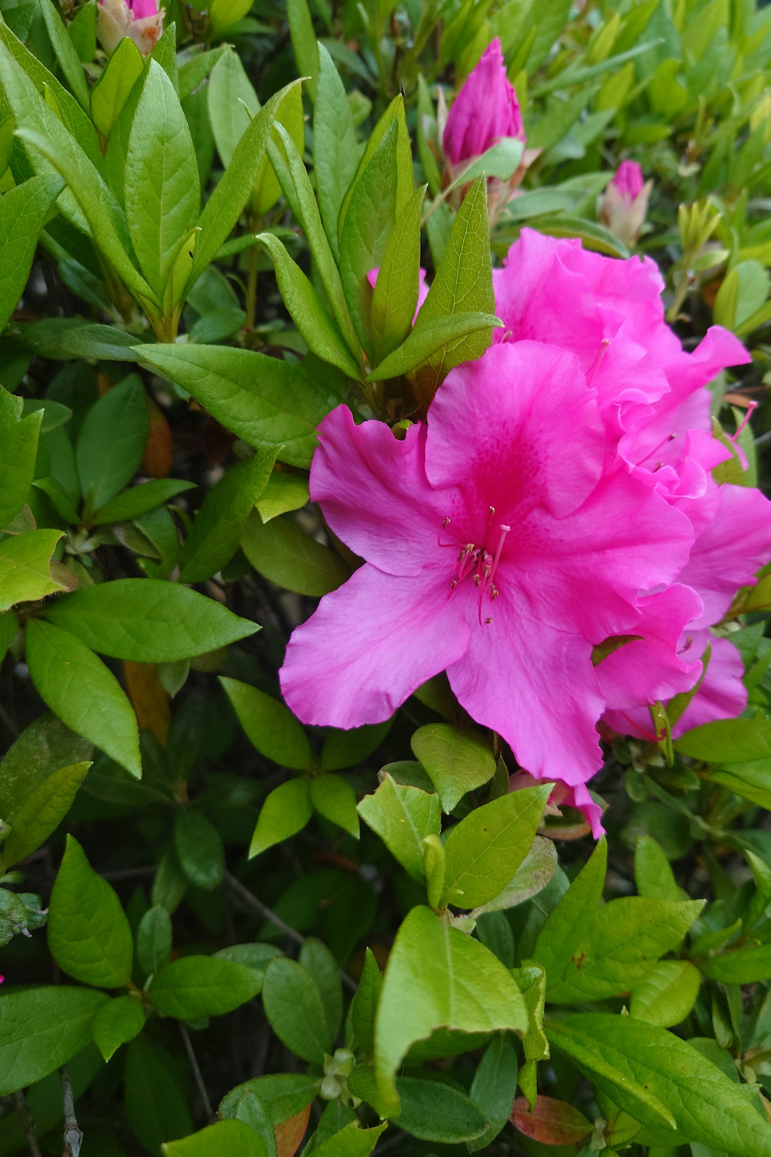 Fiore di azalea rosa vivace circondato da foglie verdi