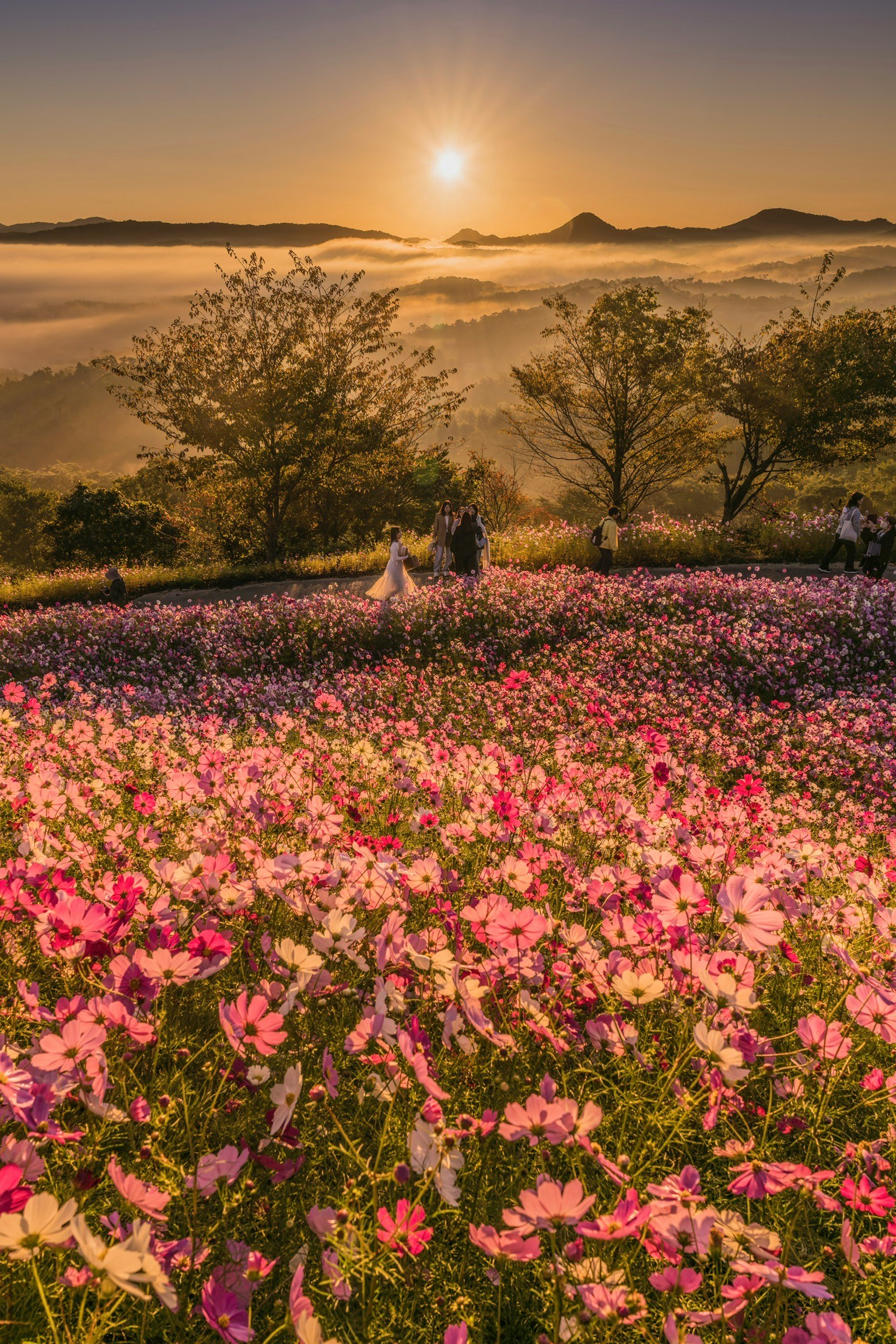 Ladang bunga cosmos berwarna-warni dengan matahari terbit yang indah di latar belakang