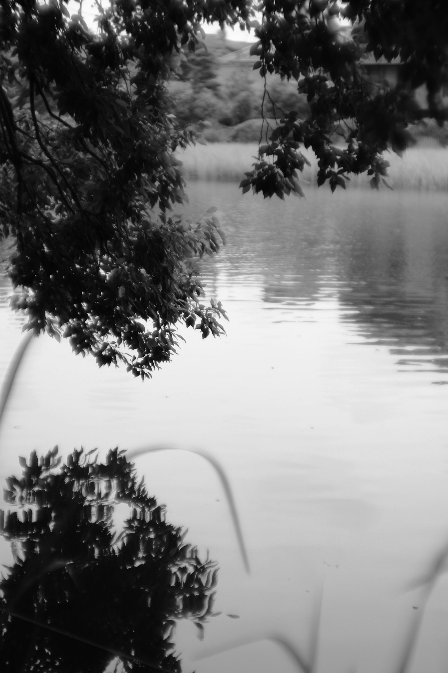 Reflexion von Bäumen auf der ruhigen Oberfläche eines Sees mit sanften Wellen