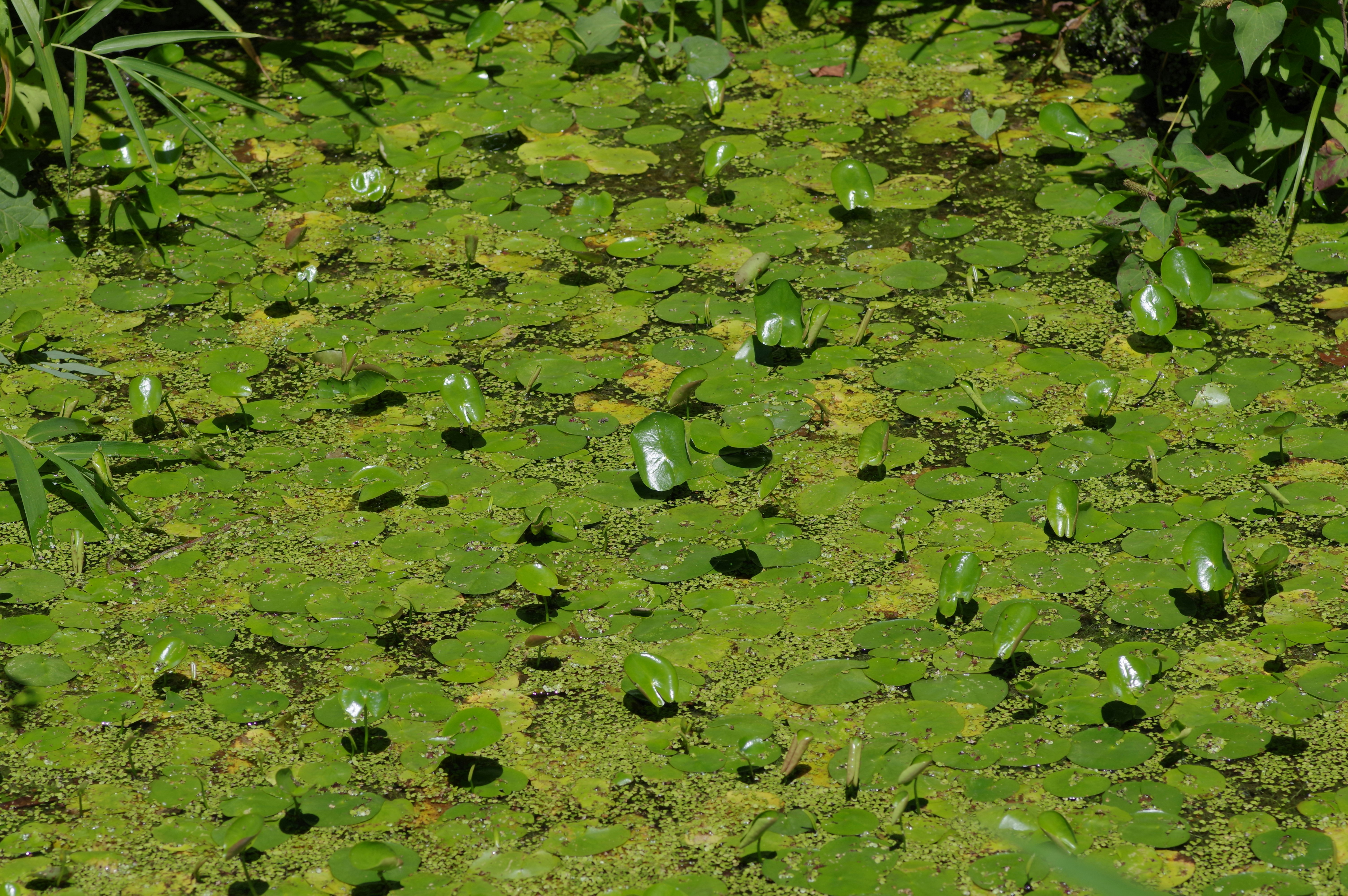 漂浮在水面上的綠色藻類/水華