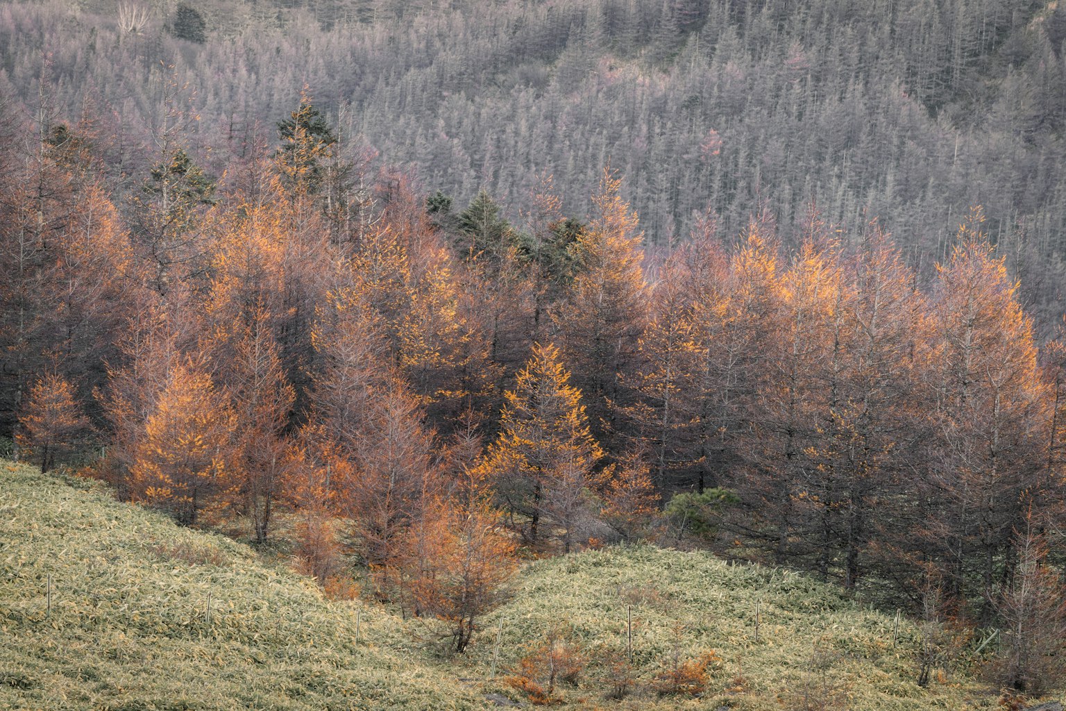 Scenic view of a forest with autumn foliage