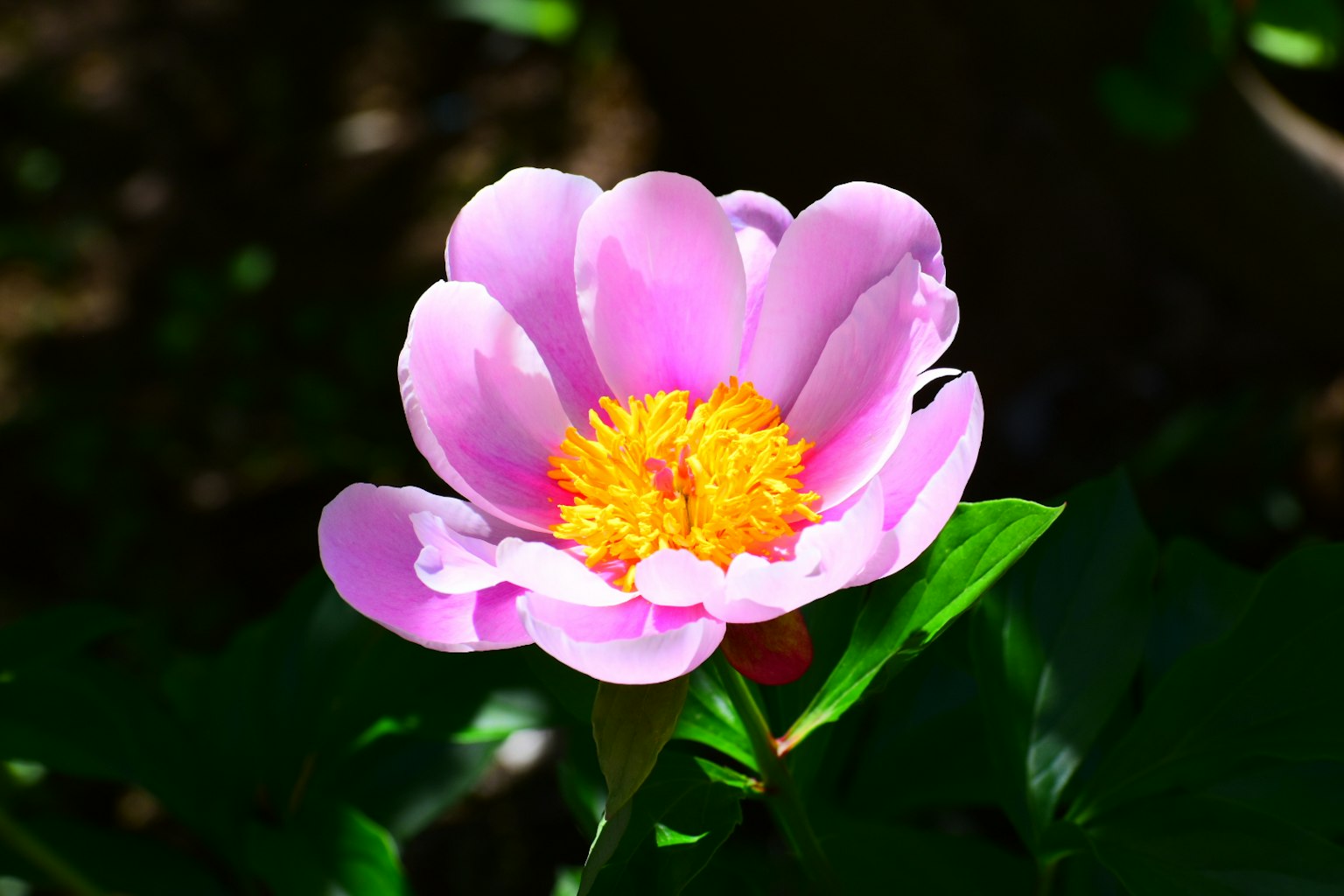 美麗的花朵，粉紅色花瓣和黃色中心