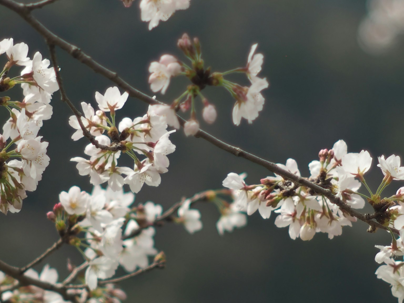 Gros plan sur des fleurs de cerisier sur une branche