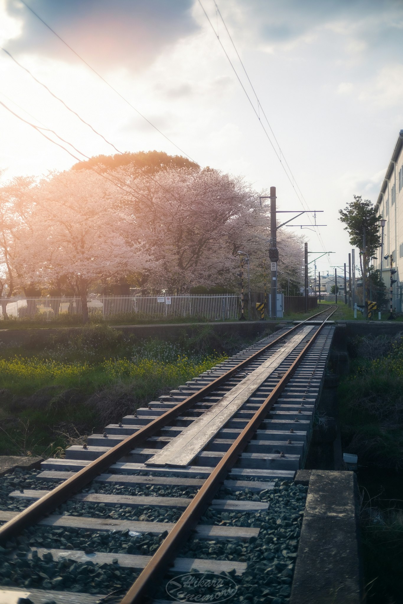 線路と桜並木の春の夕景