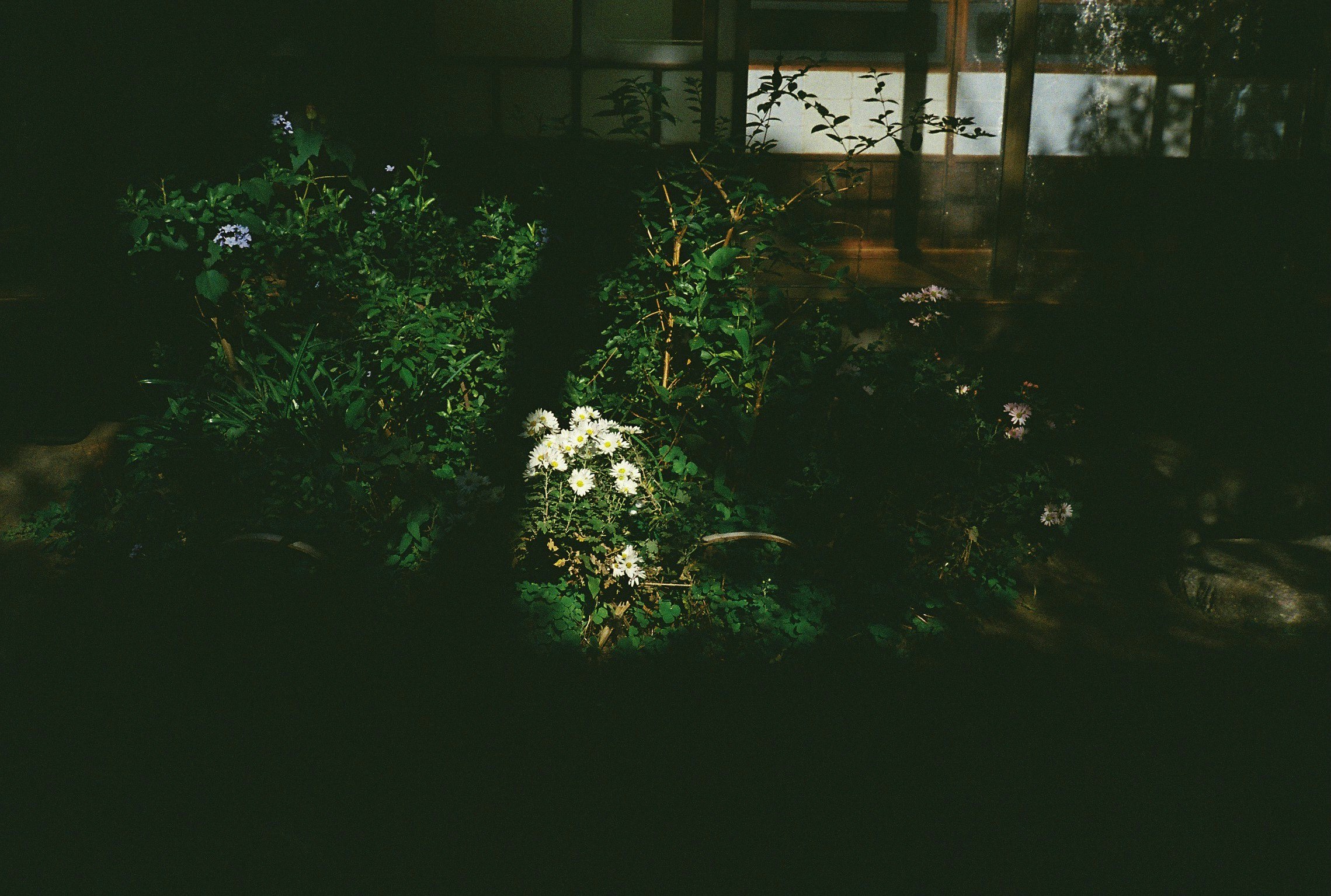 ramo de flores blancas en un jardín oscuro