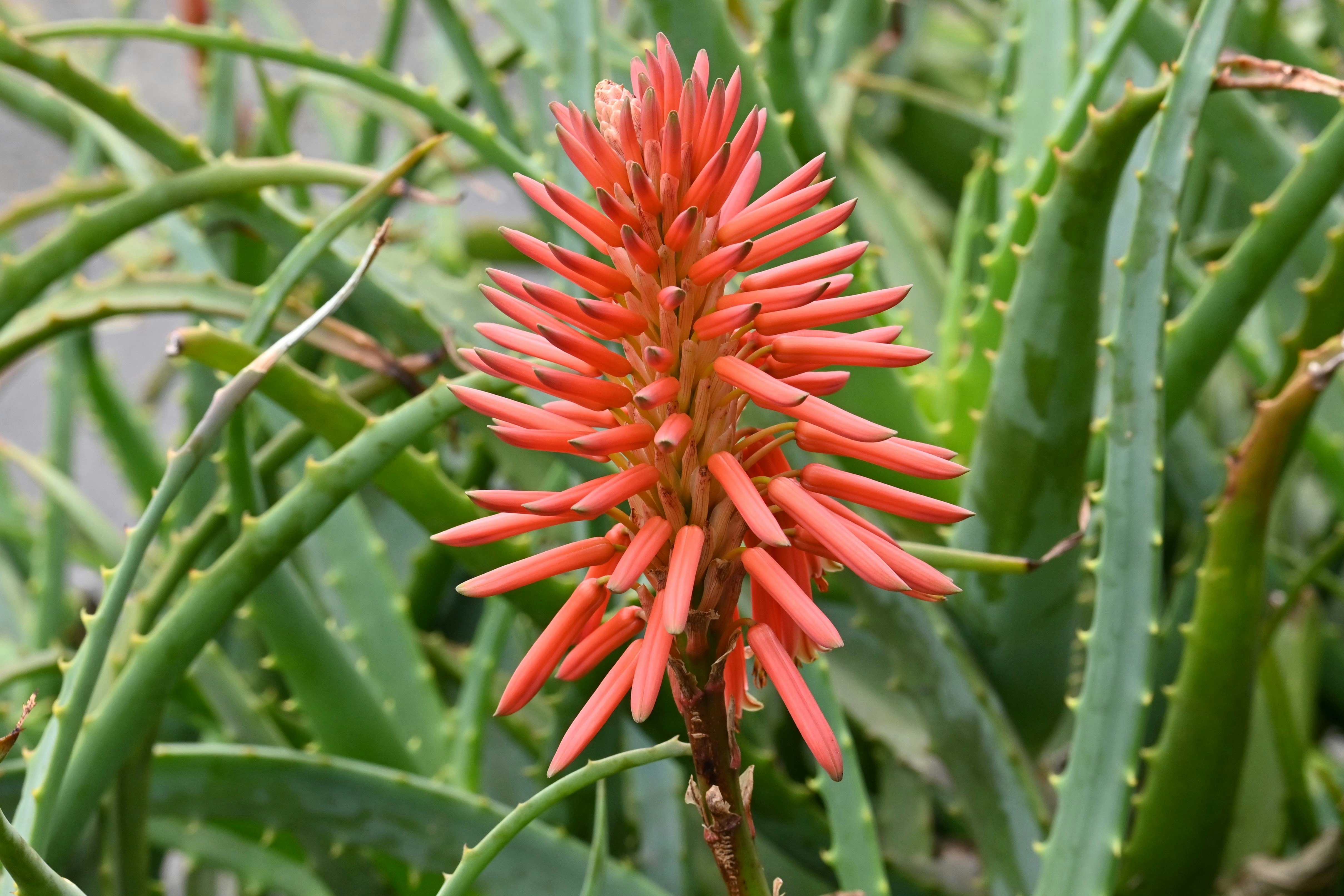 キダチアロエの赤い花が咲く多肉植物の群生