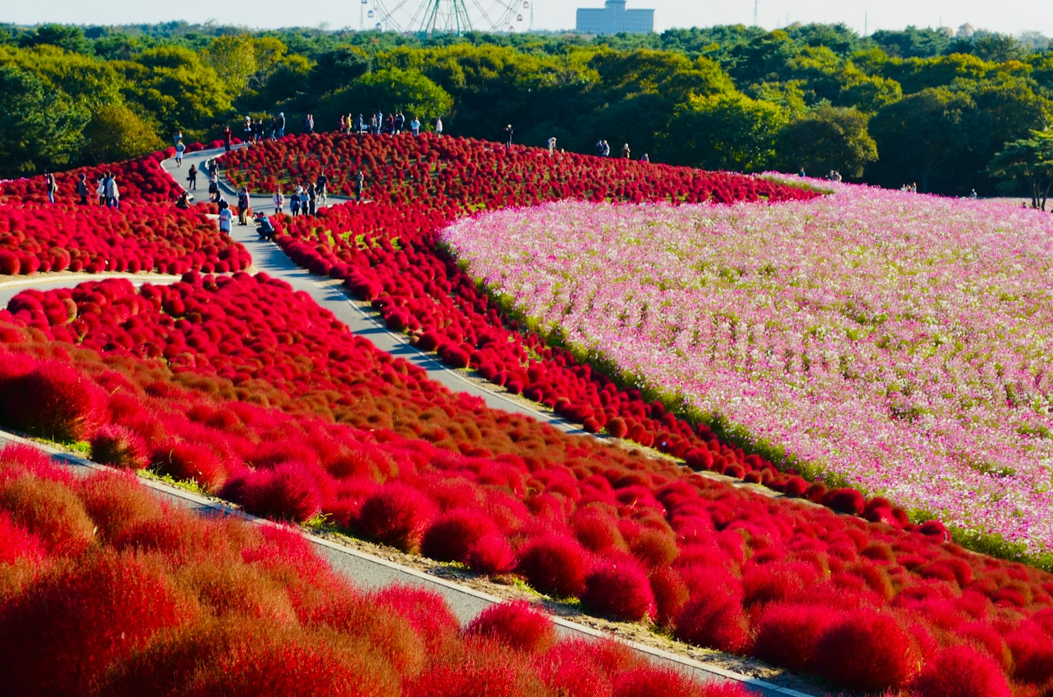 公園中鮮豔的紅色和粉色的科基亞植物景觀