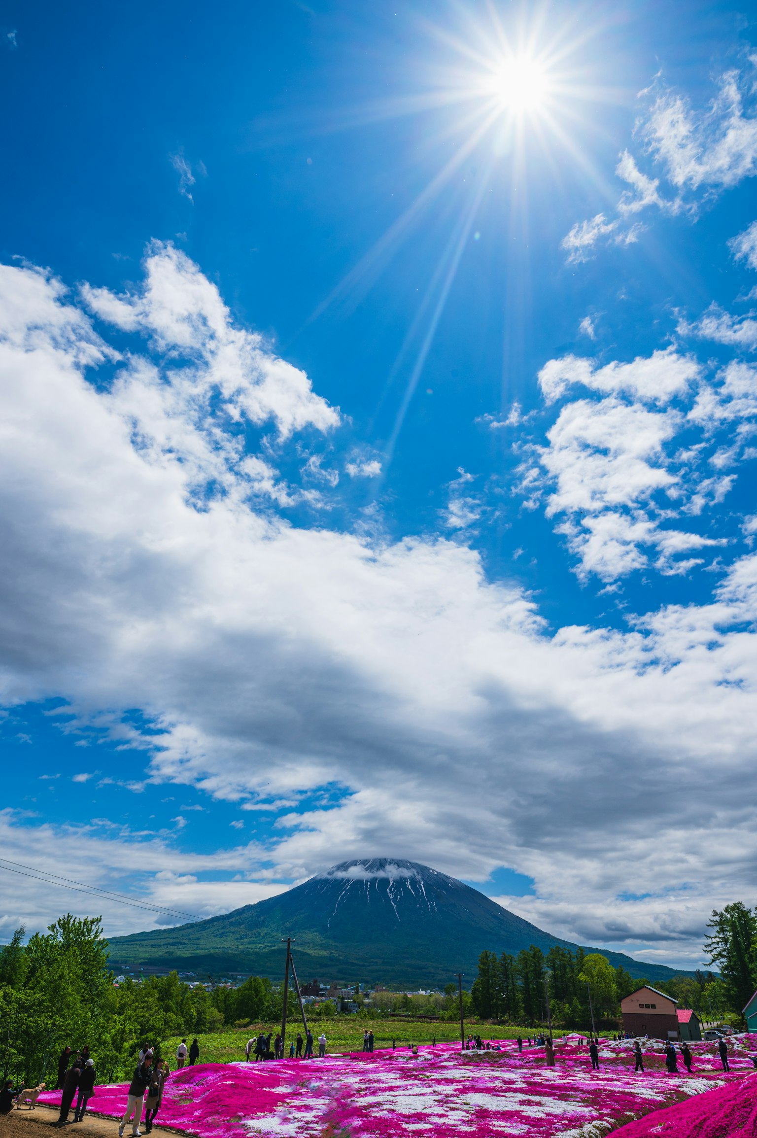 Beautiful Mount Fuji under a blue sky with a field of pink flowers