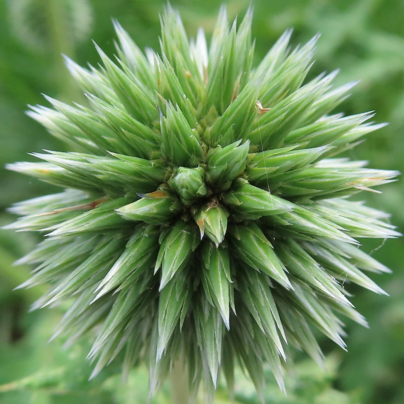Primo piano di una pianta sferica verde spigolosa