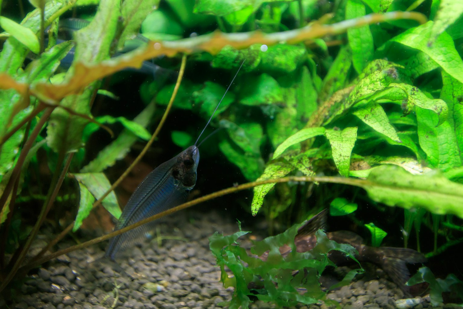 Pez nadando entre plantas acuáticas exuberantes en un acuario