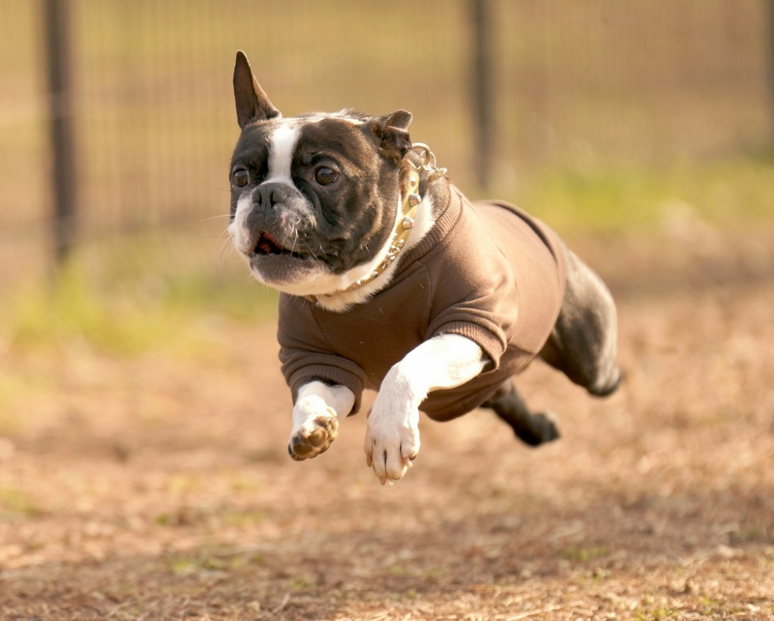 A jumping French Bulldog wearing a brown outfit
