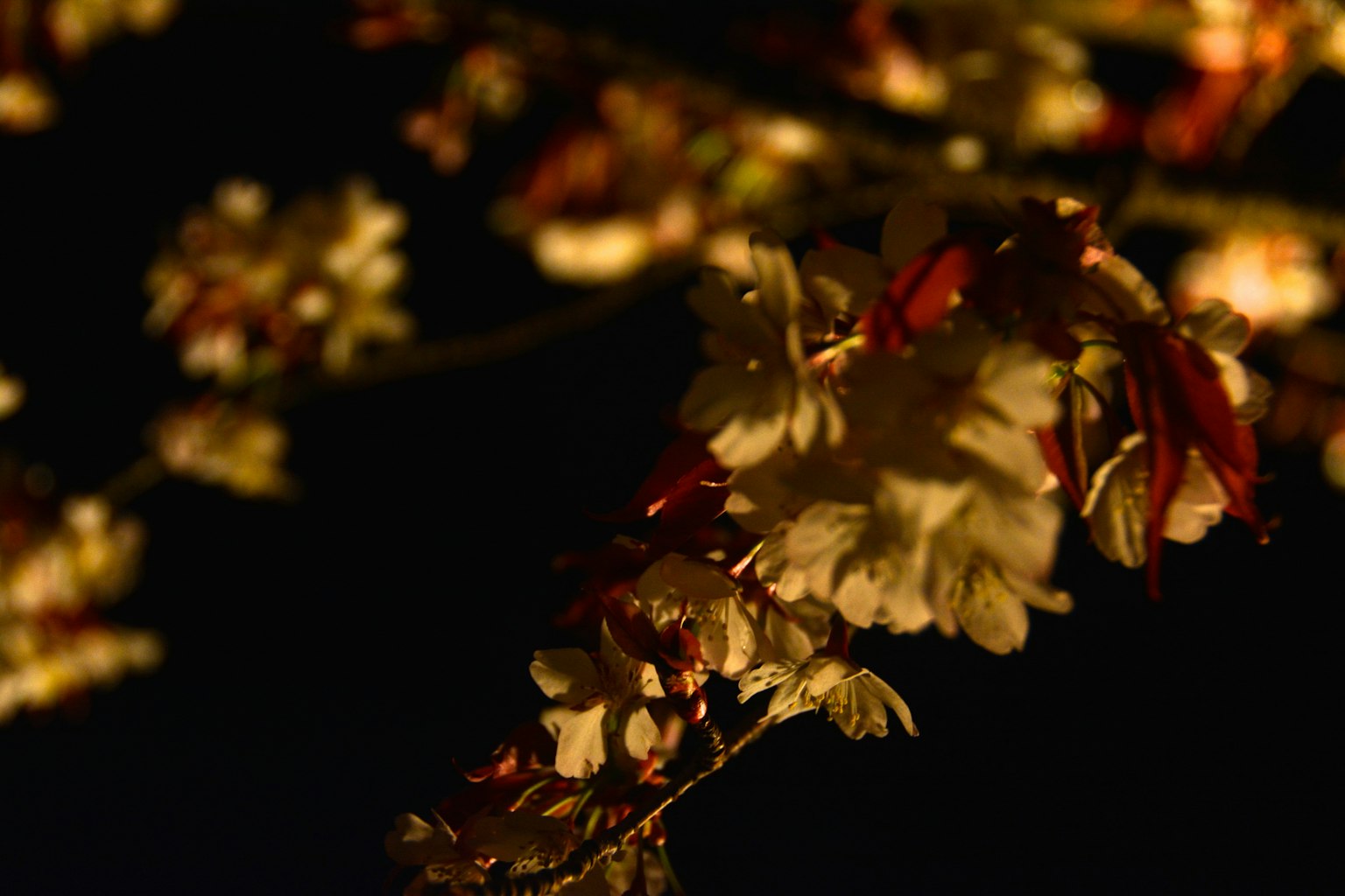 Kirschblüten sanft bei Nacht beleuchtet