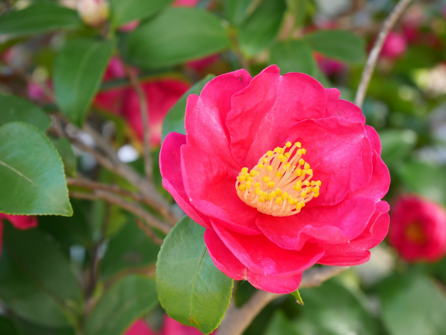 Flor de camelia rosa vibrante con hojas verdes