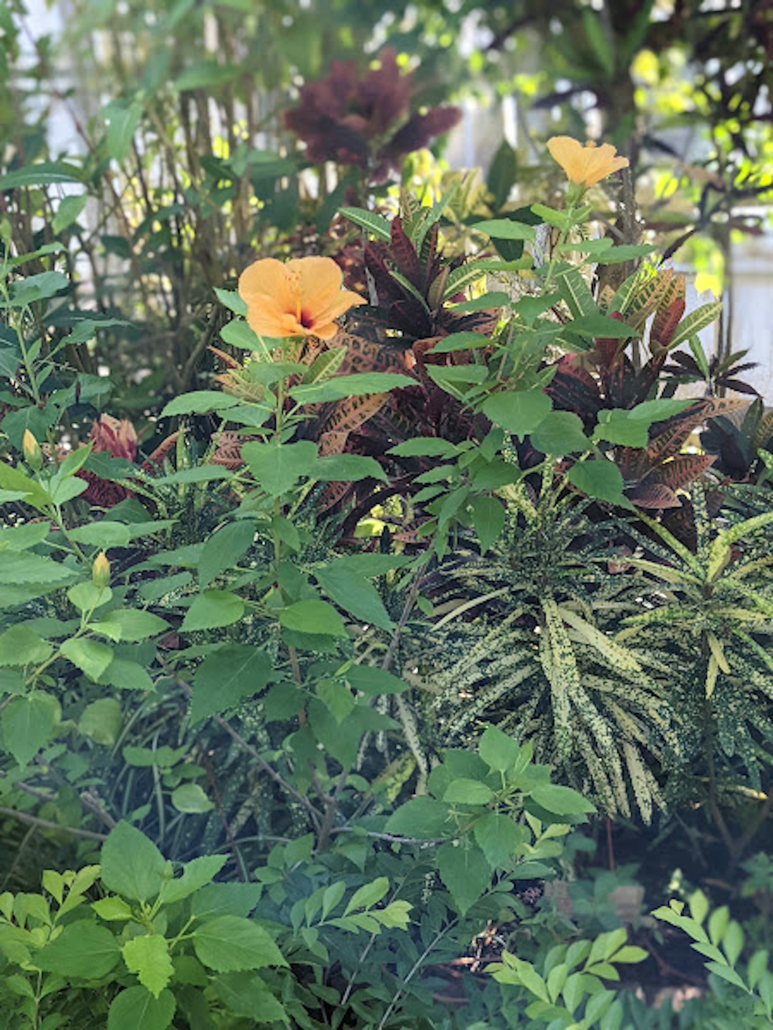 一朵橙色的芙蓉花在郁郁葱葱的绿色植物中绽放
