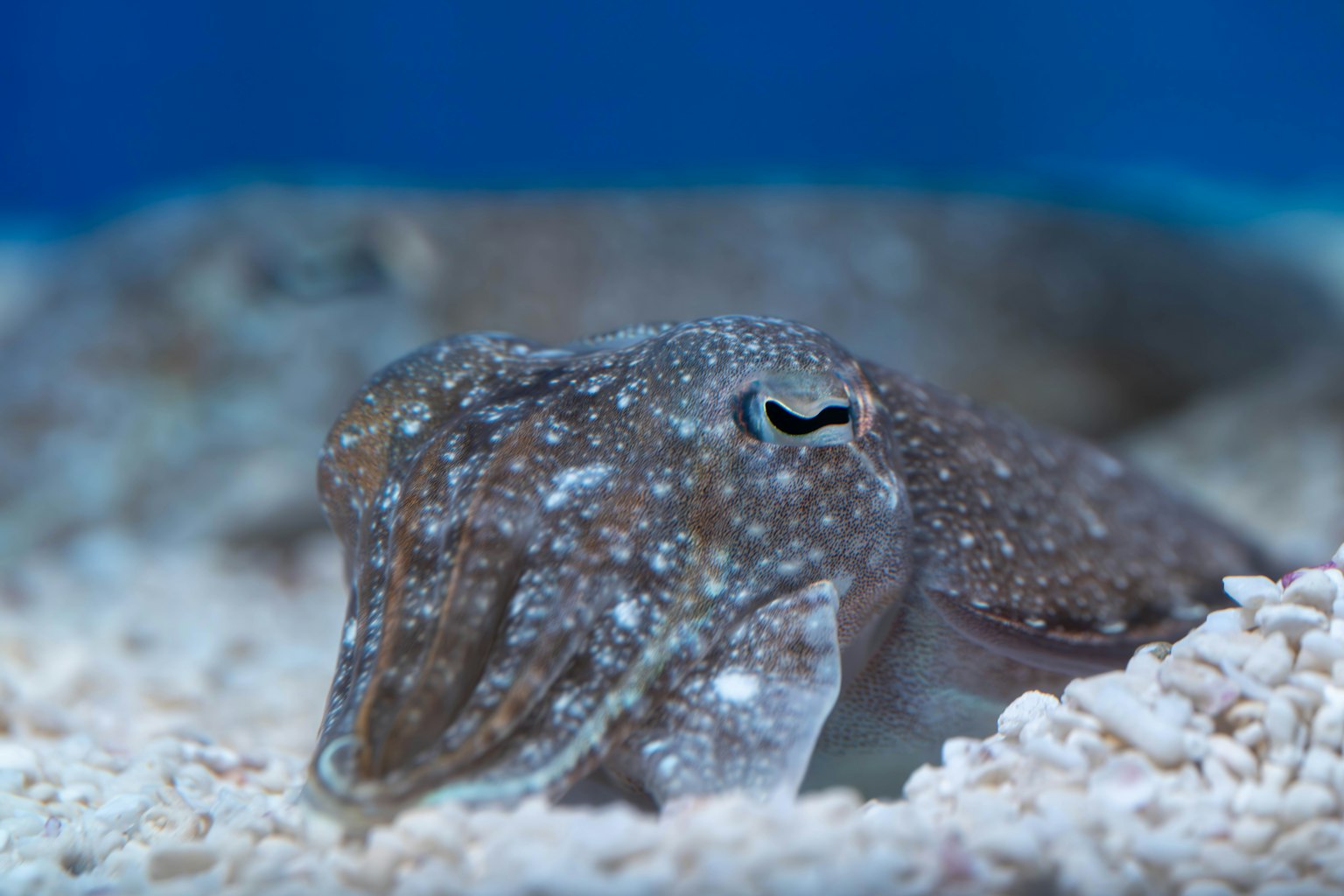 Nahaufnahme eines bunten Tintenfisches, der auf sandigem Substrat ruht