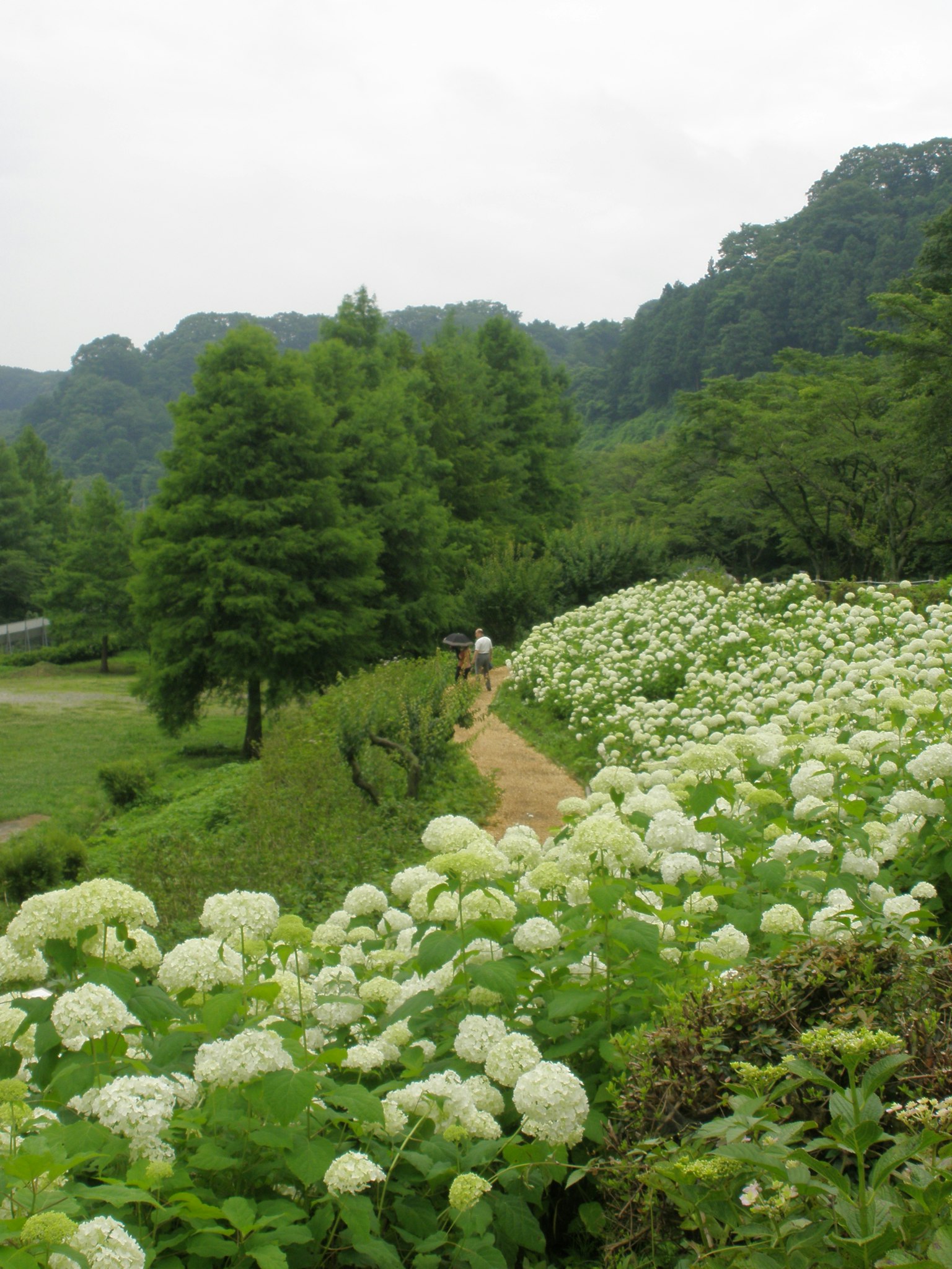 Sendero bordeado de flores blancas y árboles verdes en un paisaje montañoso