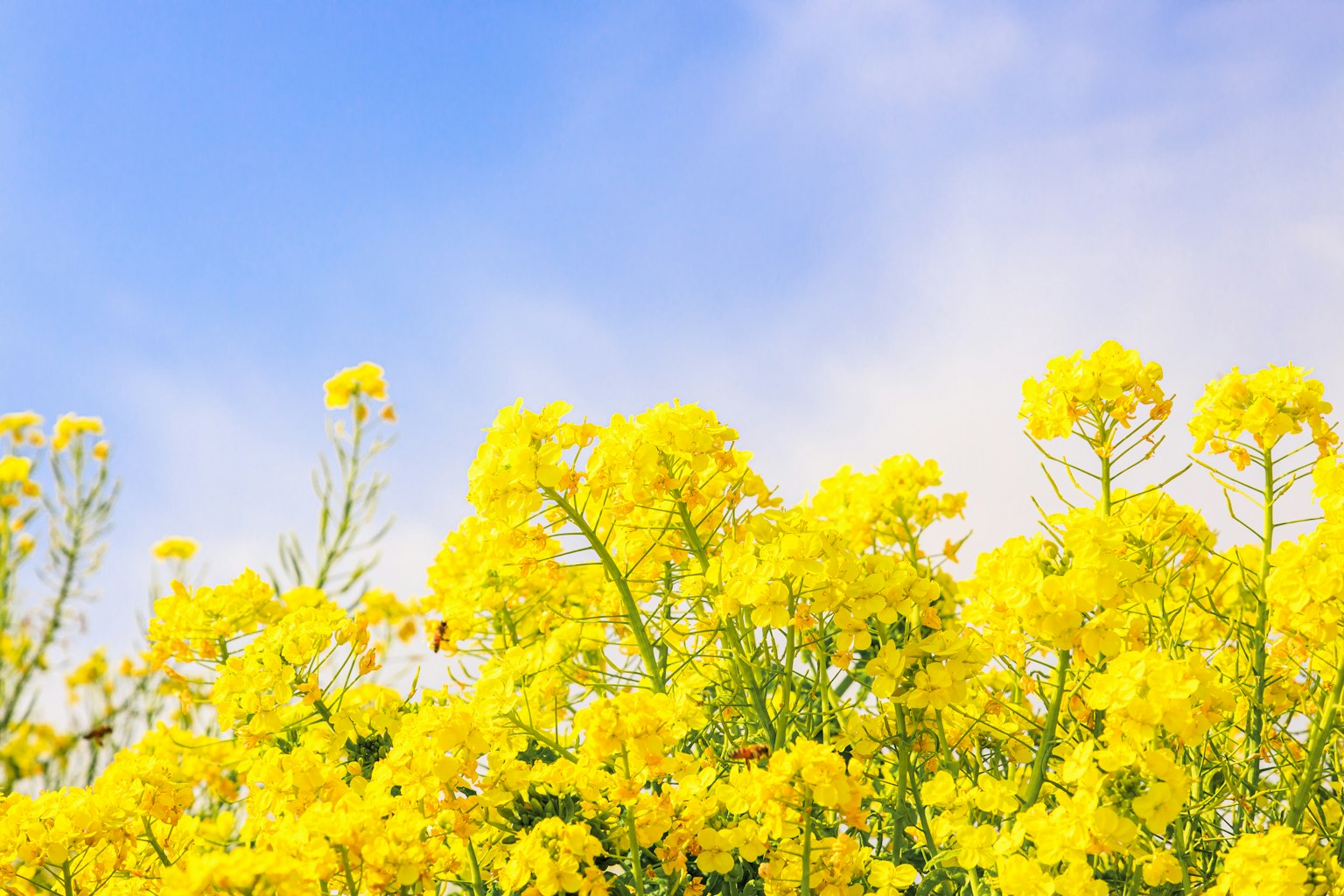 Lebendige gelbe Blumen unter einem blauen Himmel