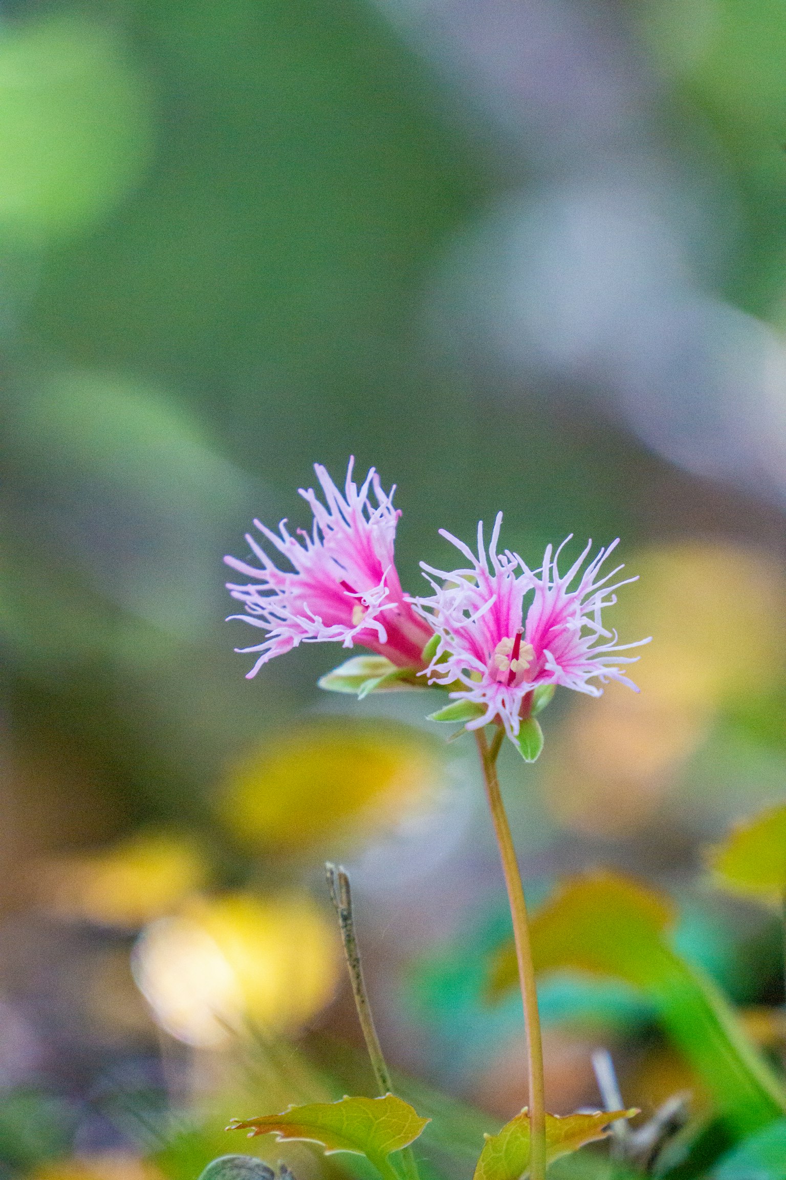 Close-up of two pink flowers with spiky petals against a soft blurred background
