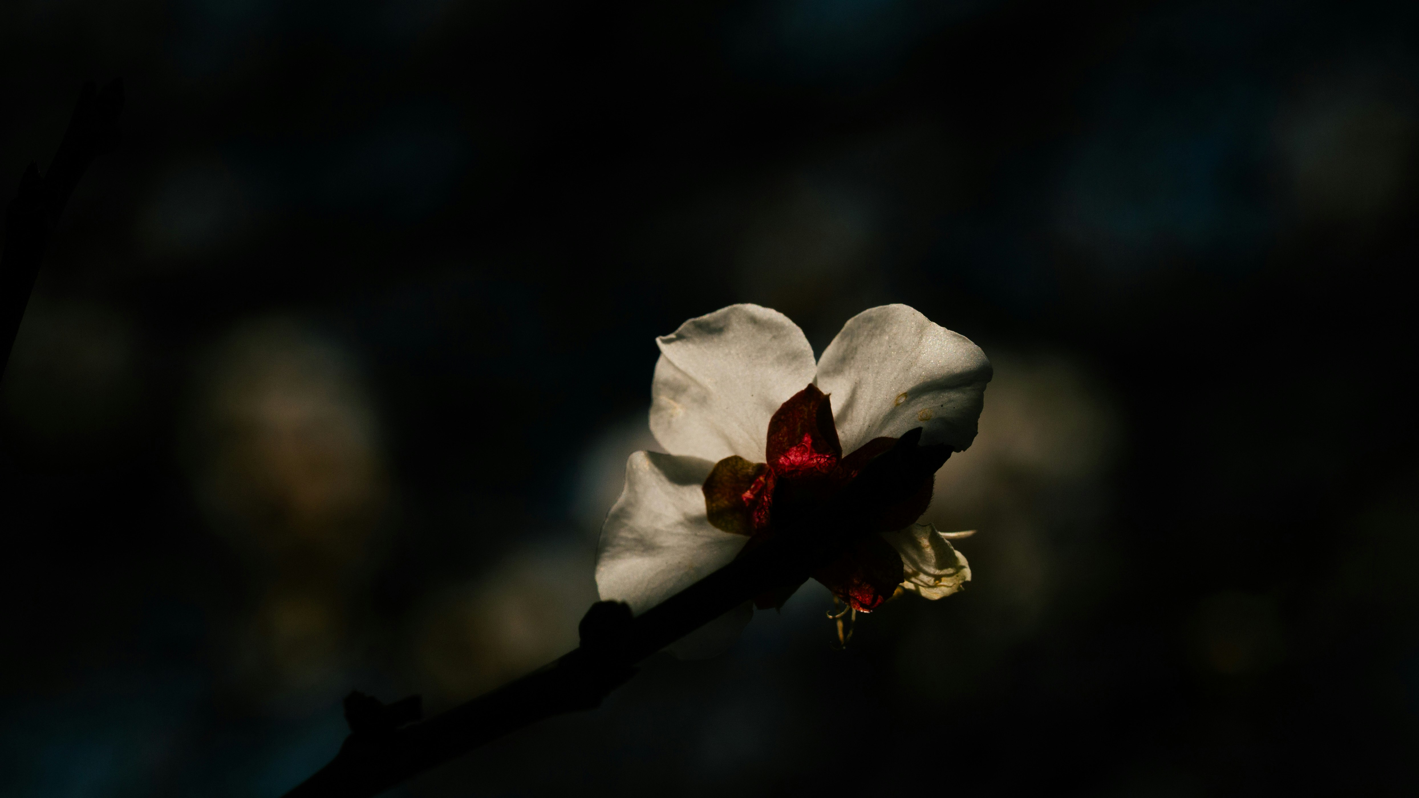 tejido con forma de flor y un pequeño centro rojo sobre fondo oscuro