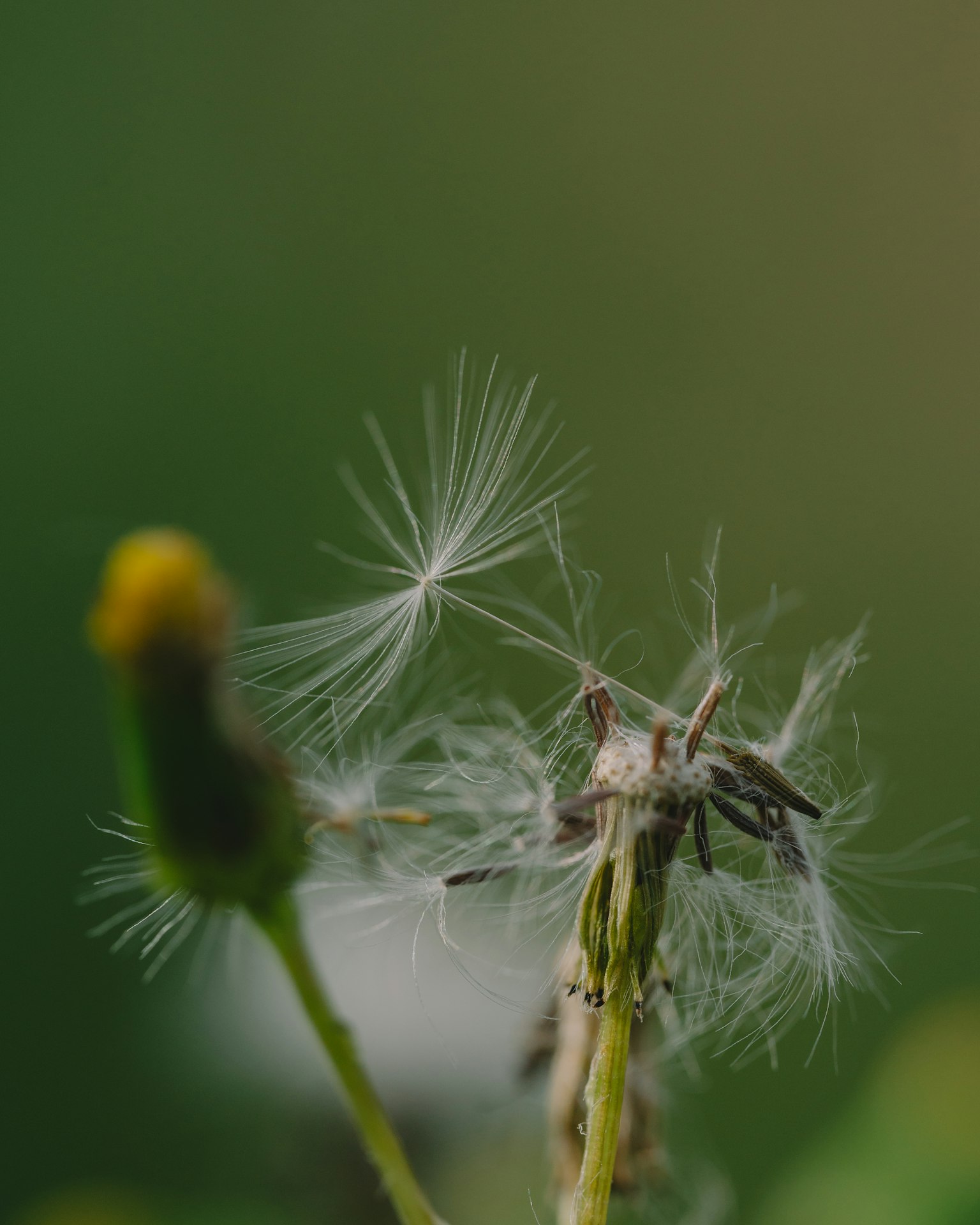 Primo piano di un fiore con lanugine di tarassaco su uno sfondo verde sfocato