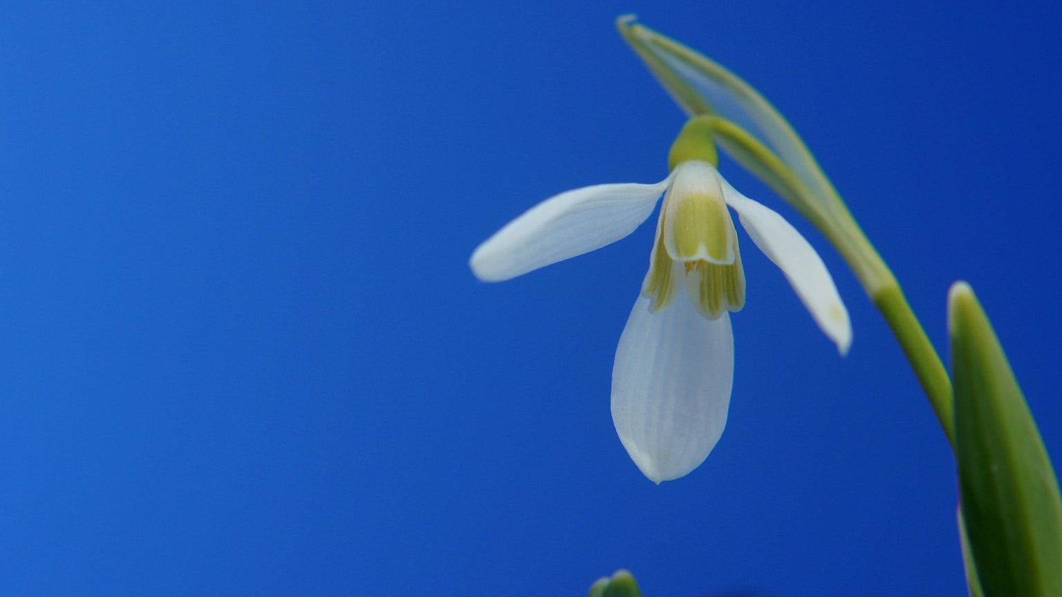 Primo piano di un fiore di bucaneve su uno sfondo blu