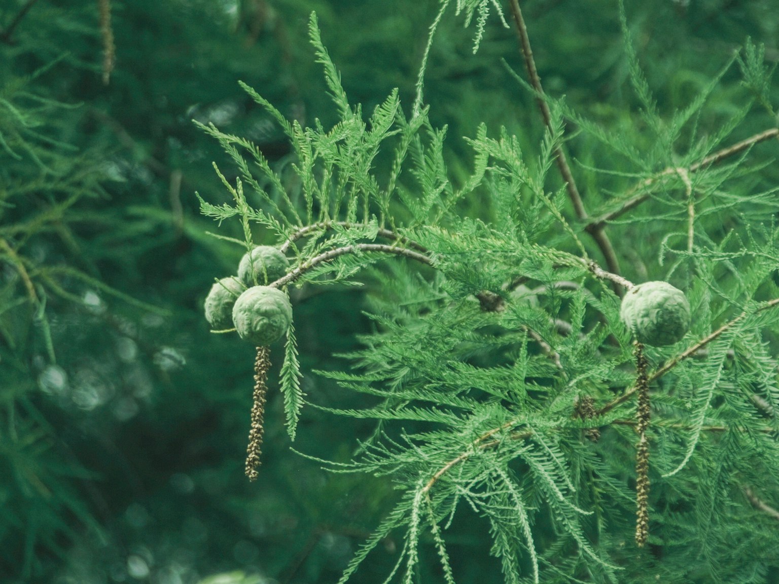Branch with green leaves and spherical buds