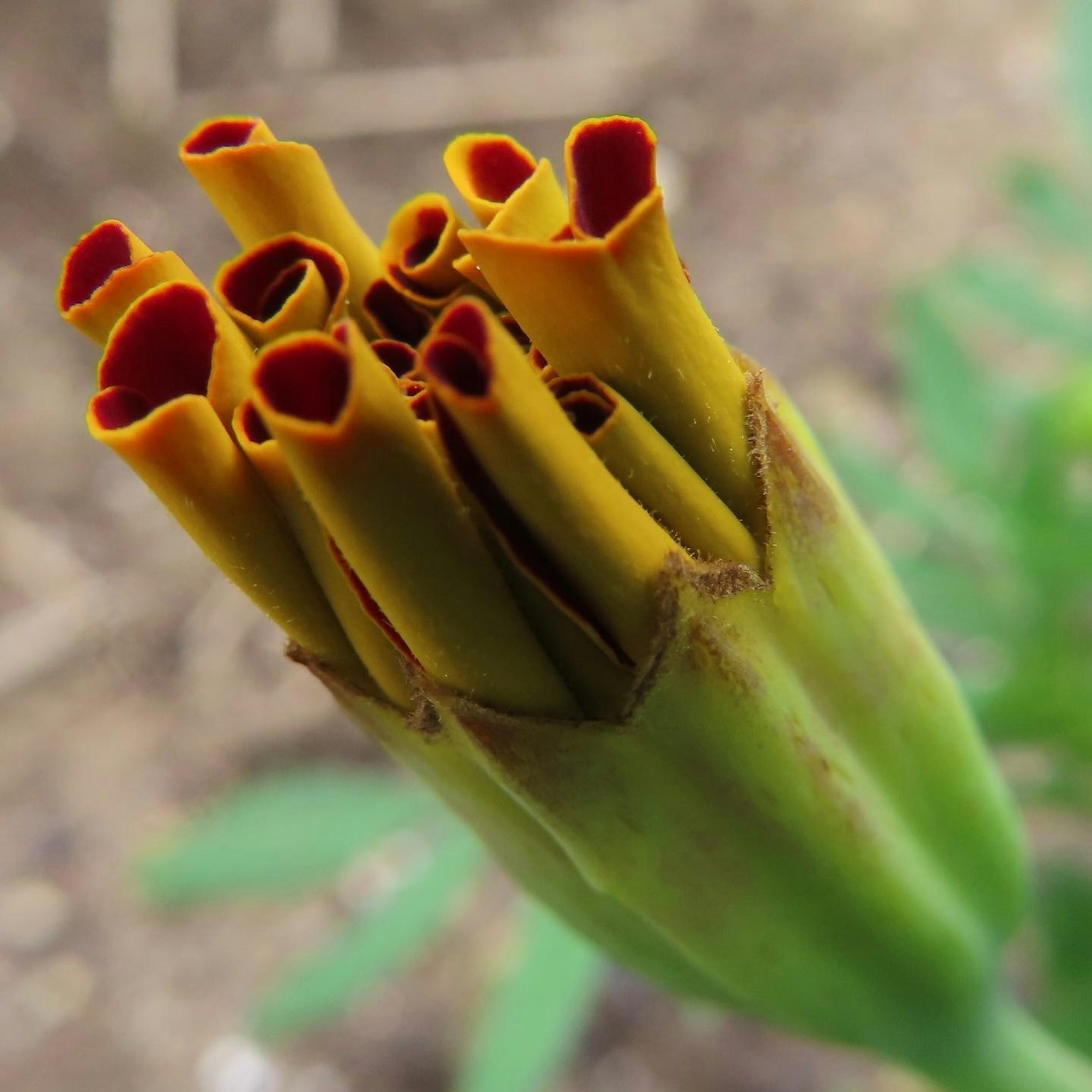 Close-up dari kuncup marigold dengan kelopak oranye cerah