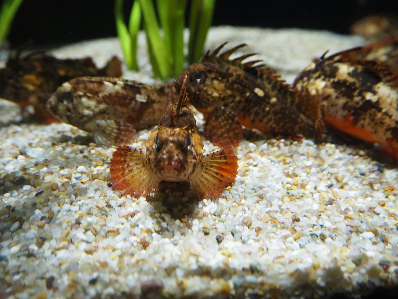 Ein kleiner Fisch auf dem Sand in einem Aquarium
