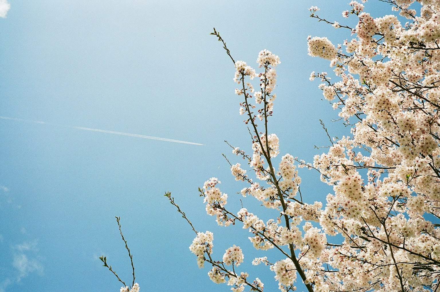 Rami di fiori bianchi contro un cielo blu