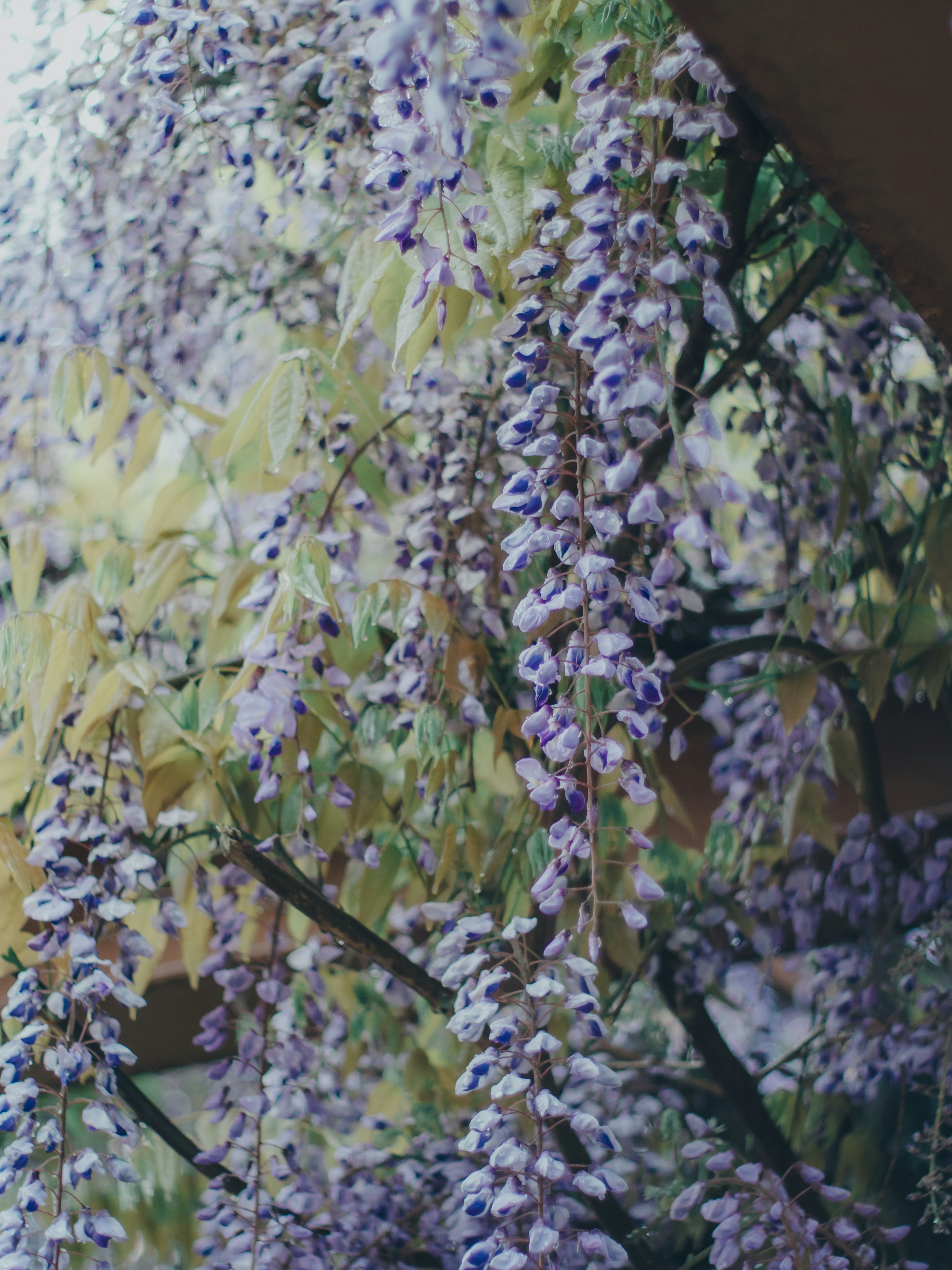 紫の花が咲く藤棚のある庭