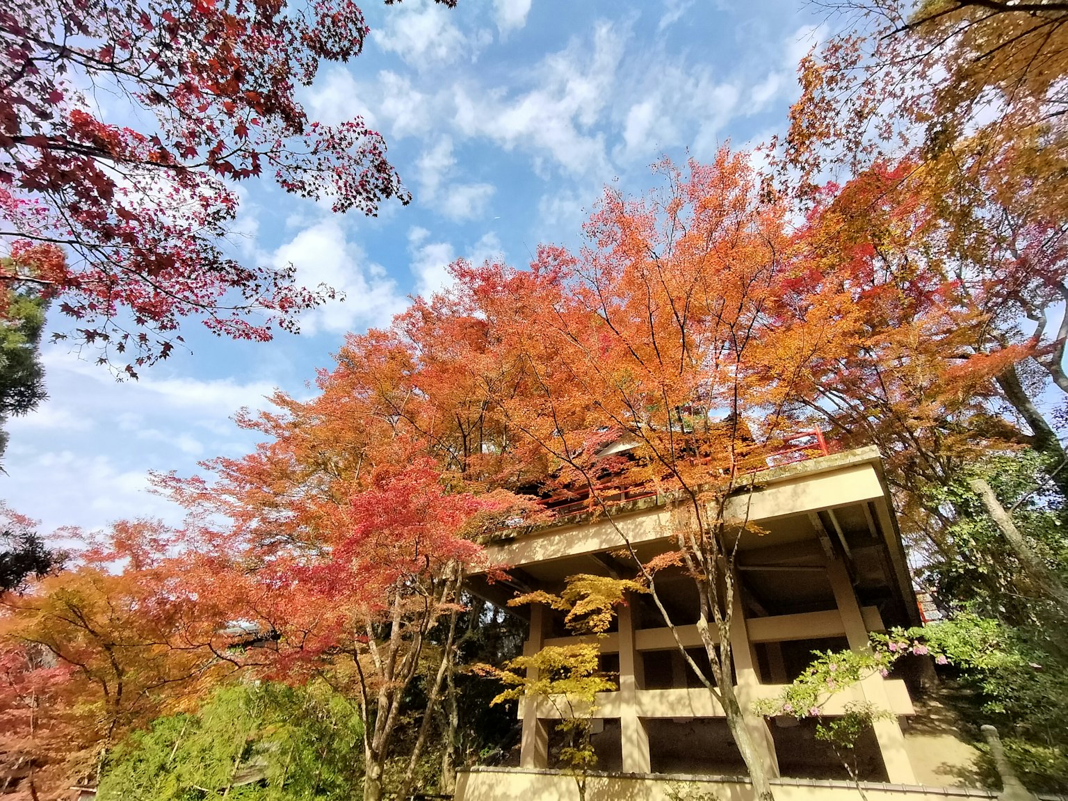 Arsitektur Jepang tradisional dikelilingi oleh dedaunan musim gugur yang cerah dan langit biru