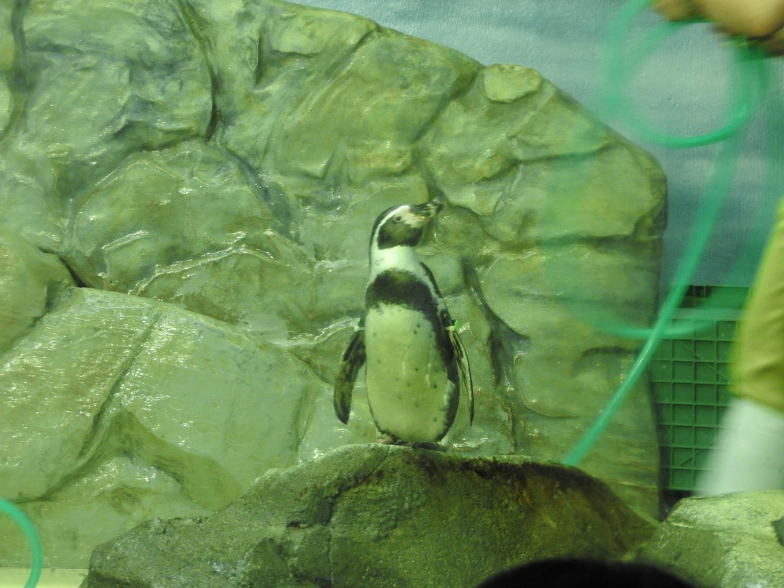 Ein Pinguin steht auf einem Felsen in einem Aquarium