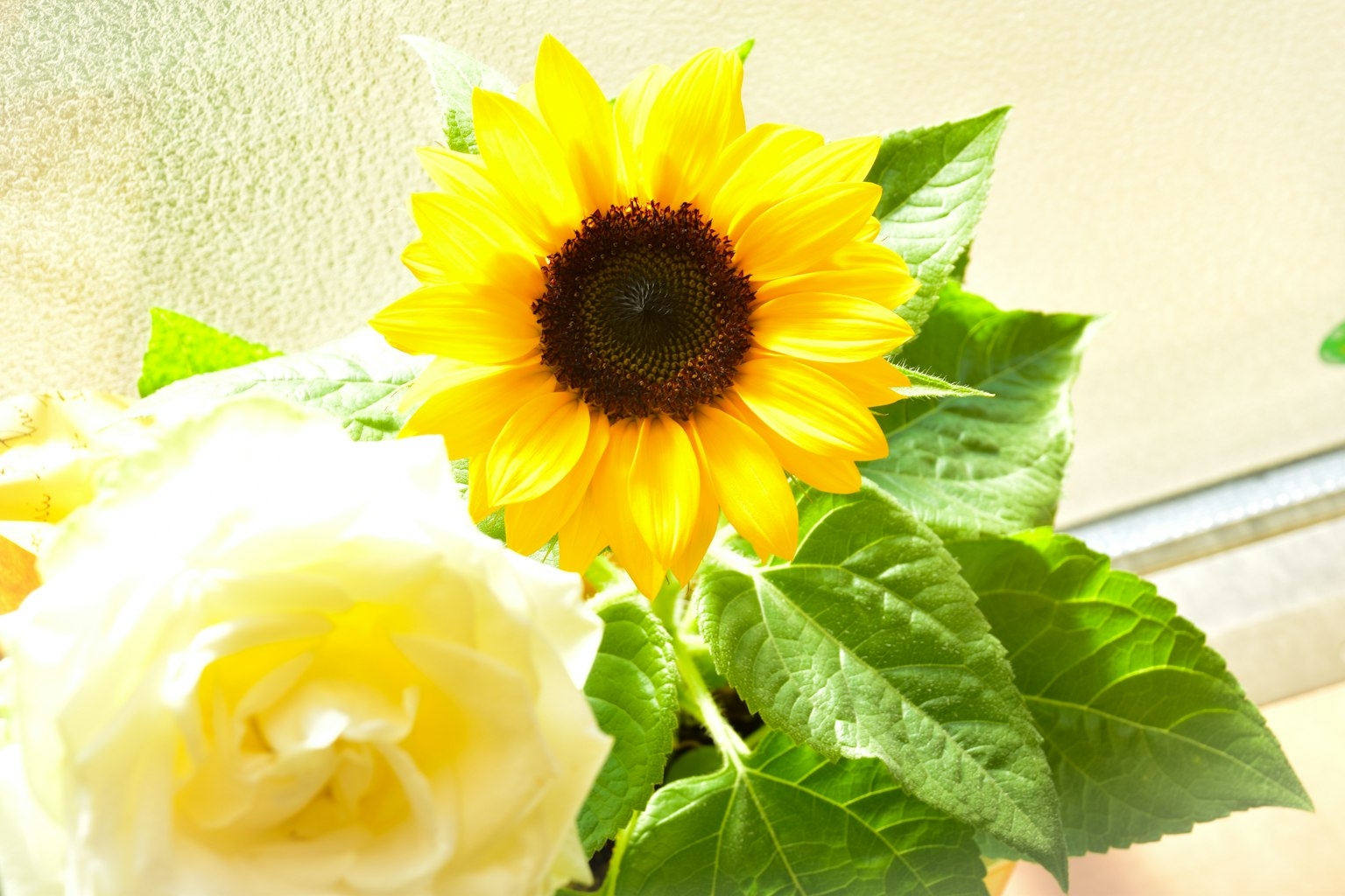 Helle Sonnenblume mit einem Strauß weißer Rosen