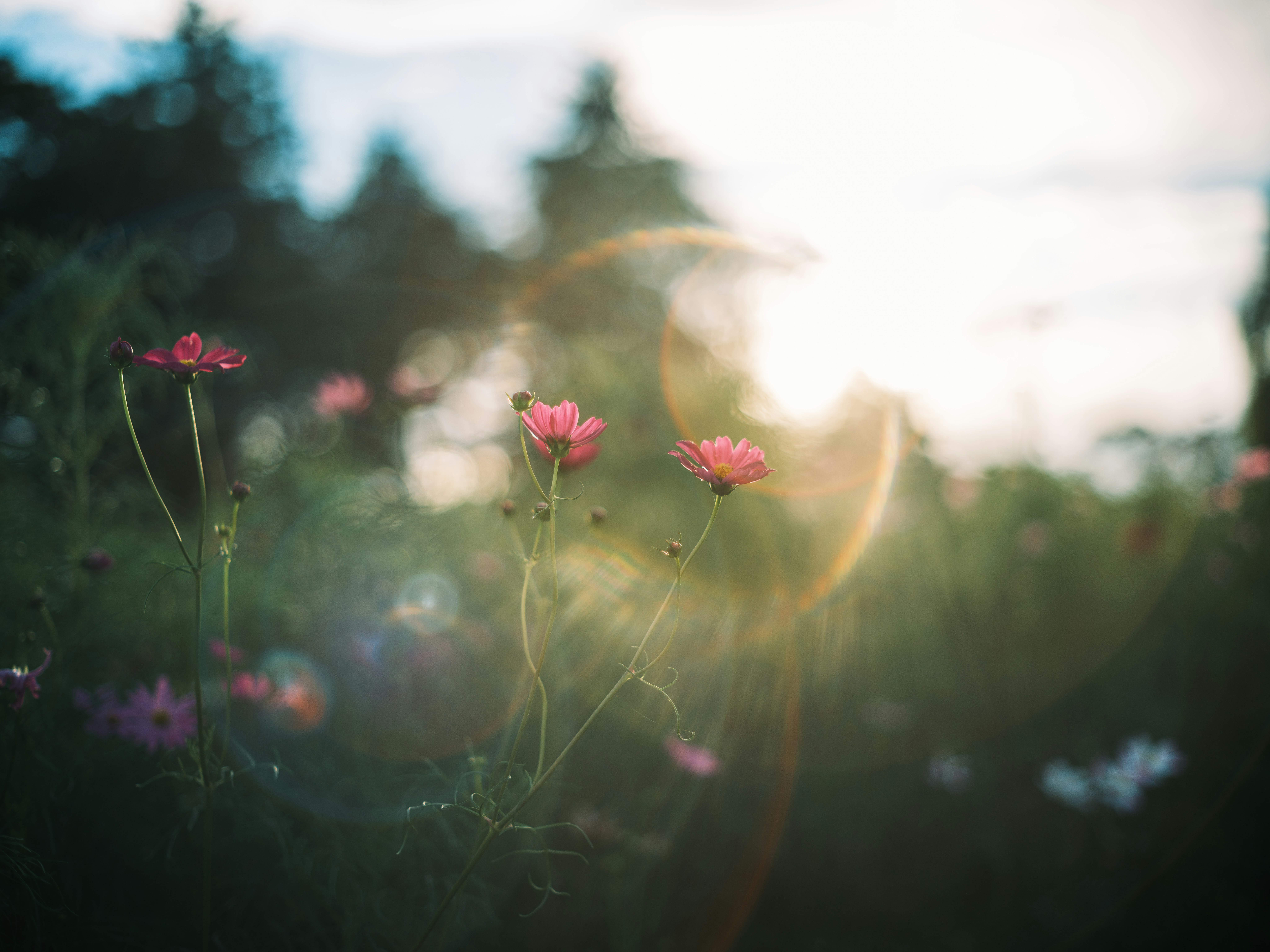 夕日に照らされた花畑のピンクの花