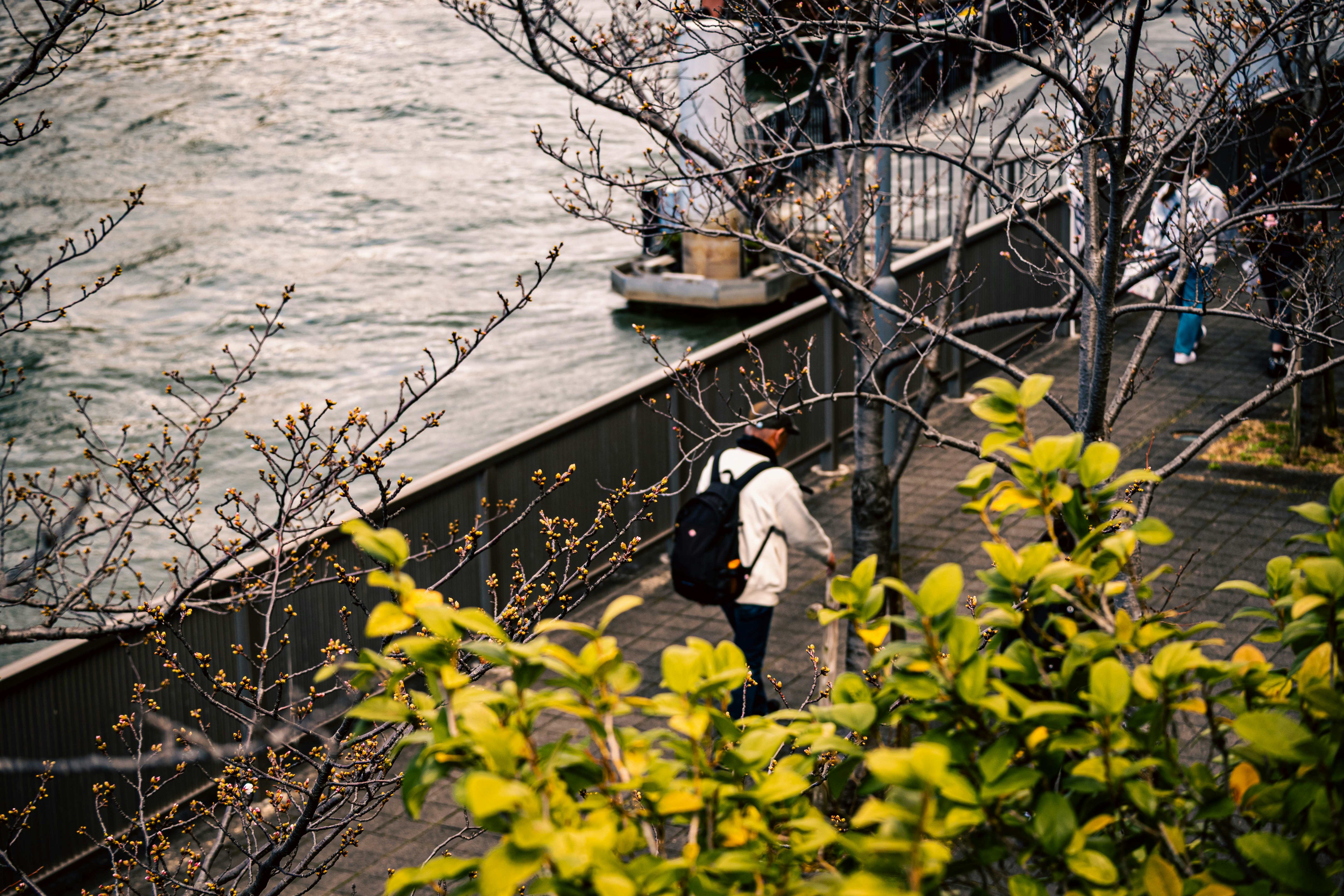 川沿いの遊歩道で散歩する人と桜の枝のある風景