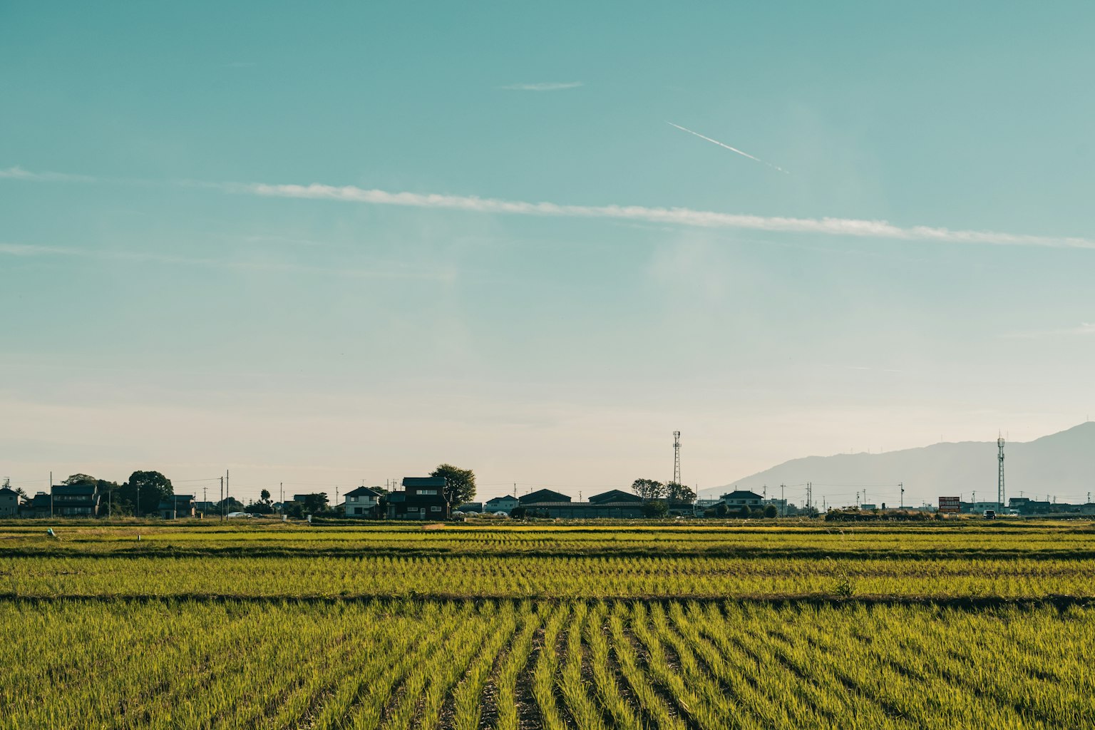 Sawah di bawah langit biru cerah dengan rumah pedesaan