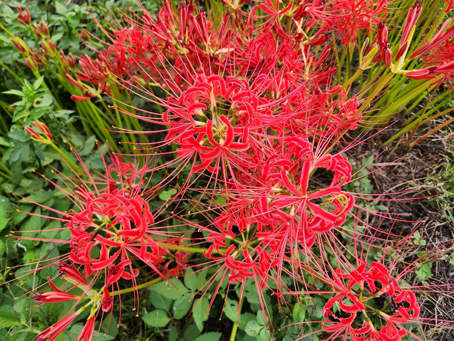 红色花朵特写，周围环绕着绿色叶子
